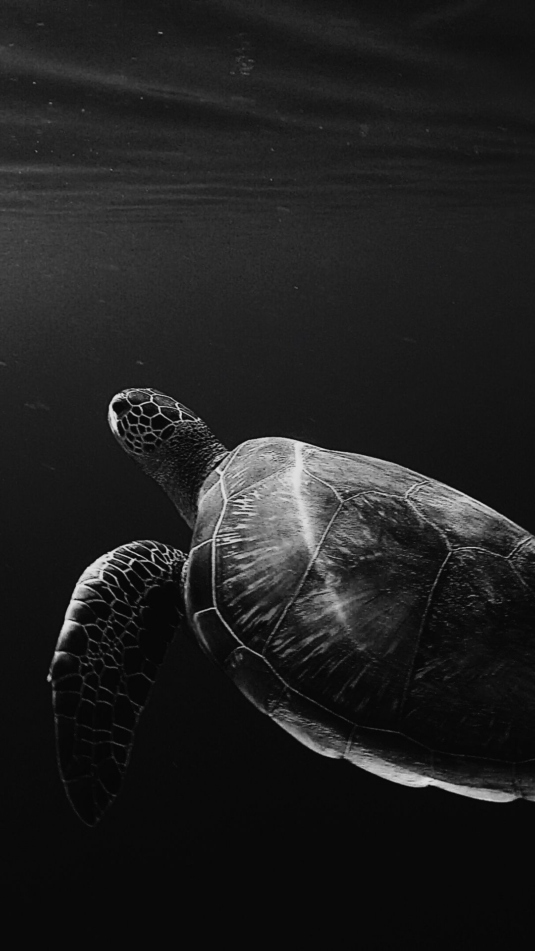 Turtle, Underwater monochrome, Apple wallpaper, iPhone background, 1080x1920 Full HD Phone