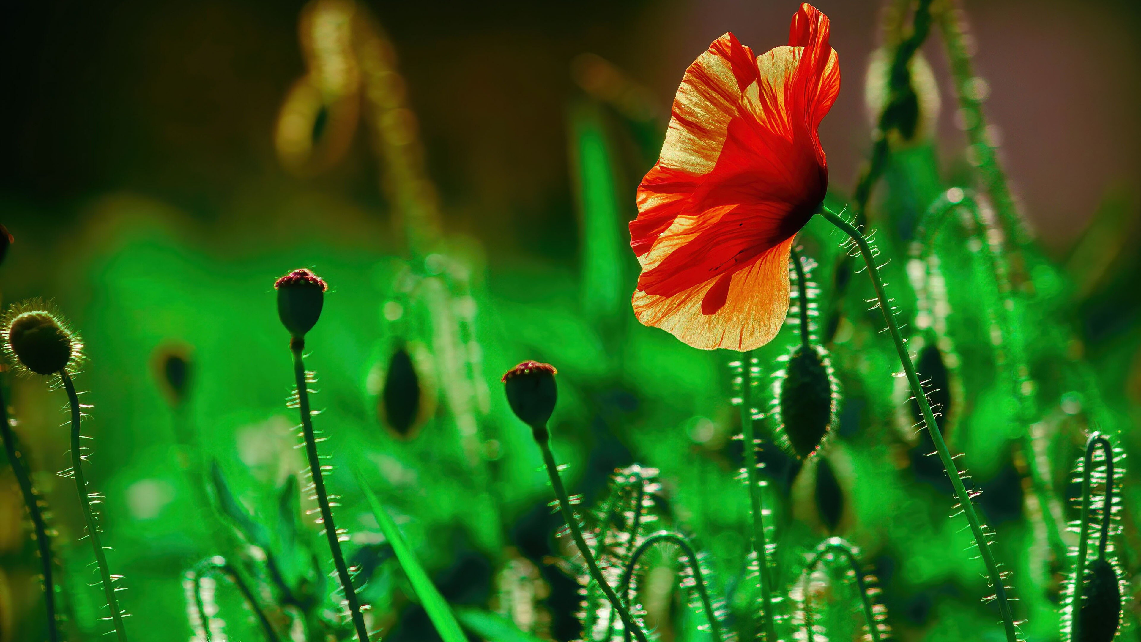 Poppy flowers, Landscape wallpaper, Green foliage, Blooming beauty, 3840x2160 4K Desktop