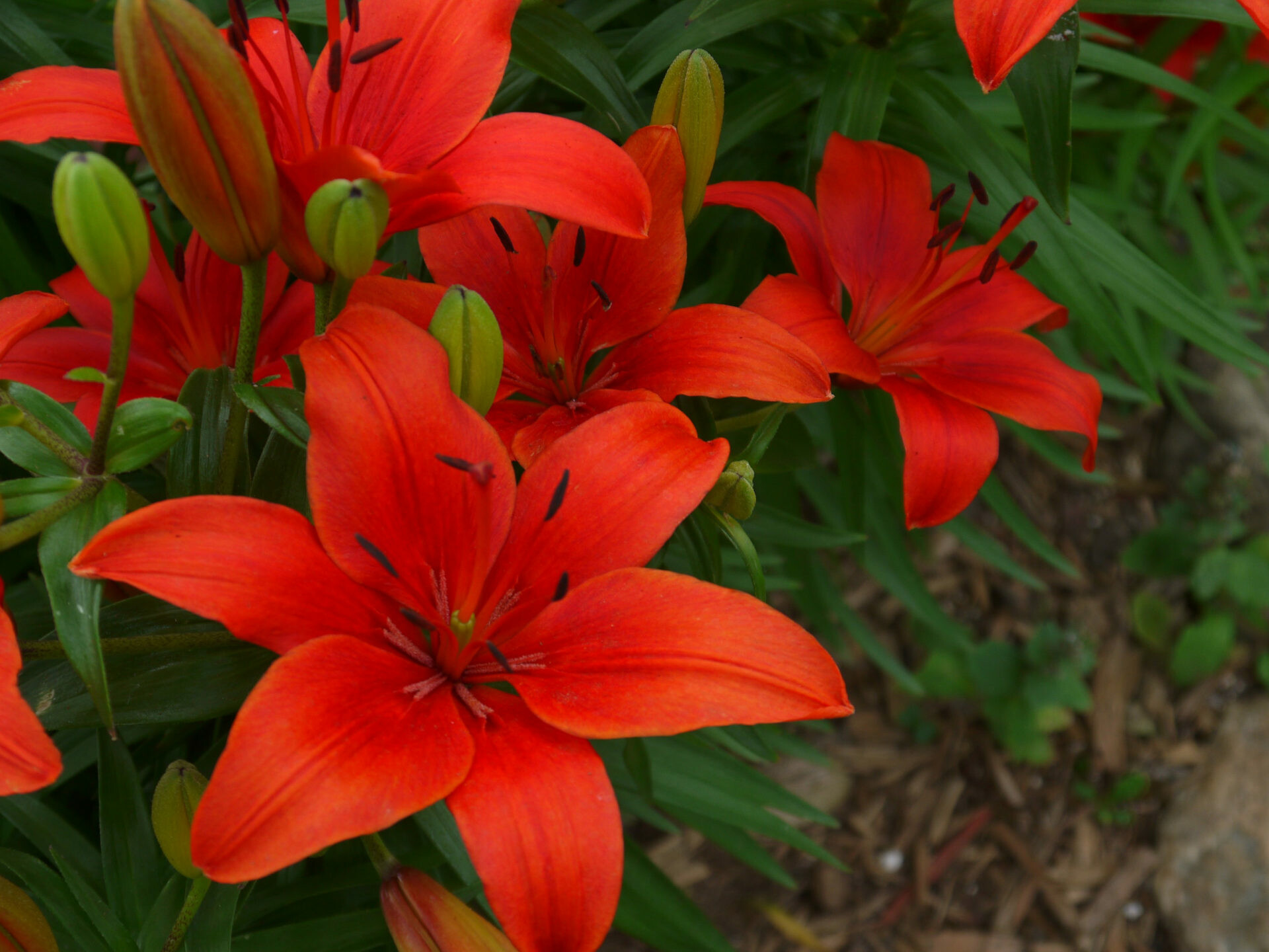 Tiger lily, Red flower, Beautiful garden, Ultra HD, 1920x1440 HD Desktop