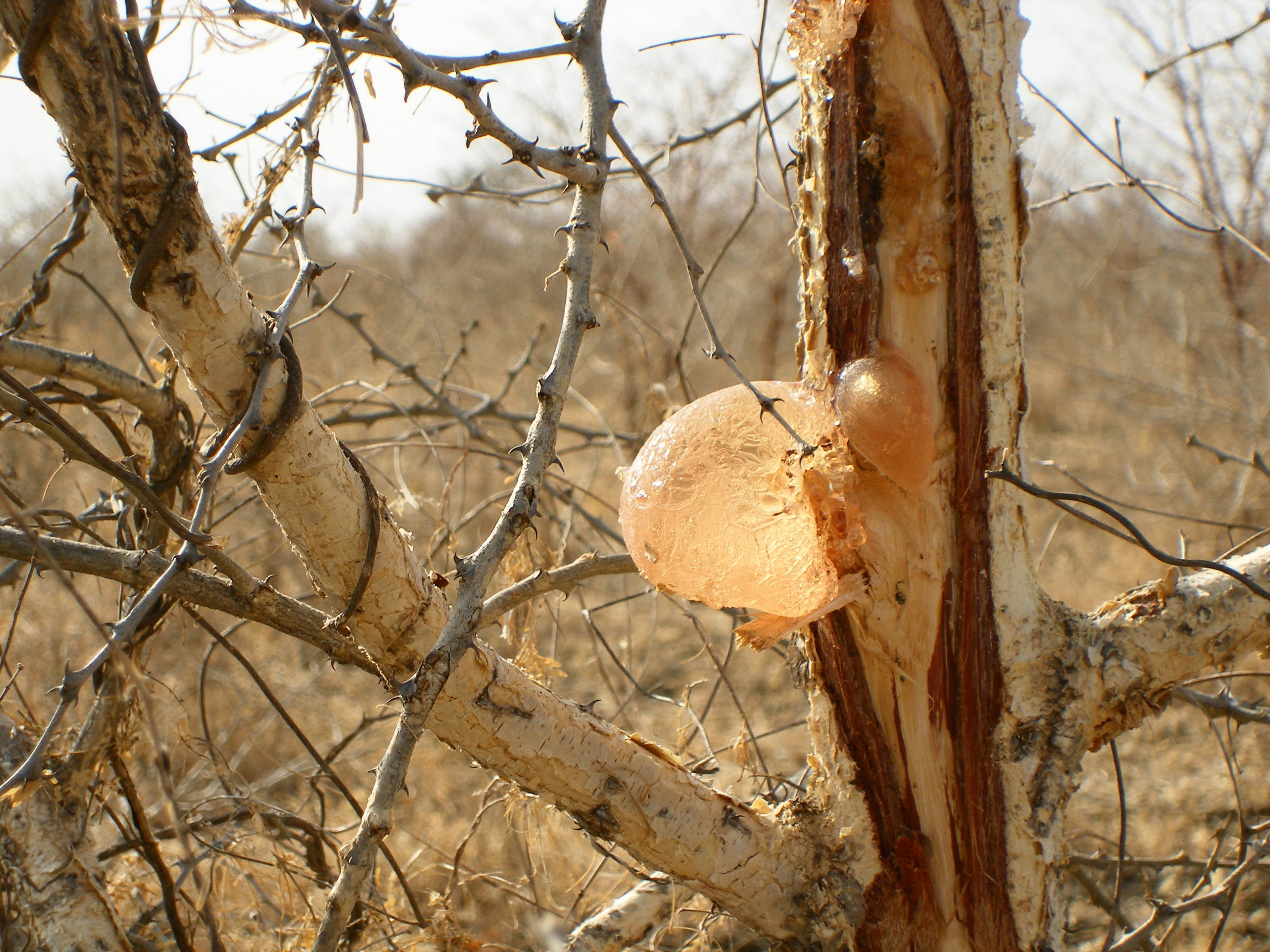 Acacia gum, Economic importance, Environmental role, Social significance, 2600x1950 HD Desktop