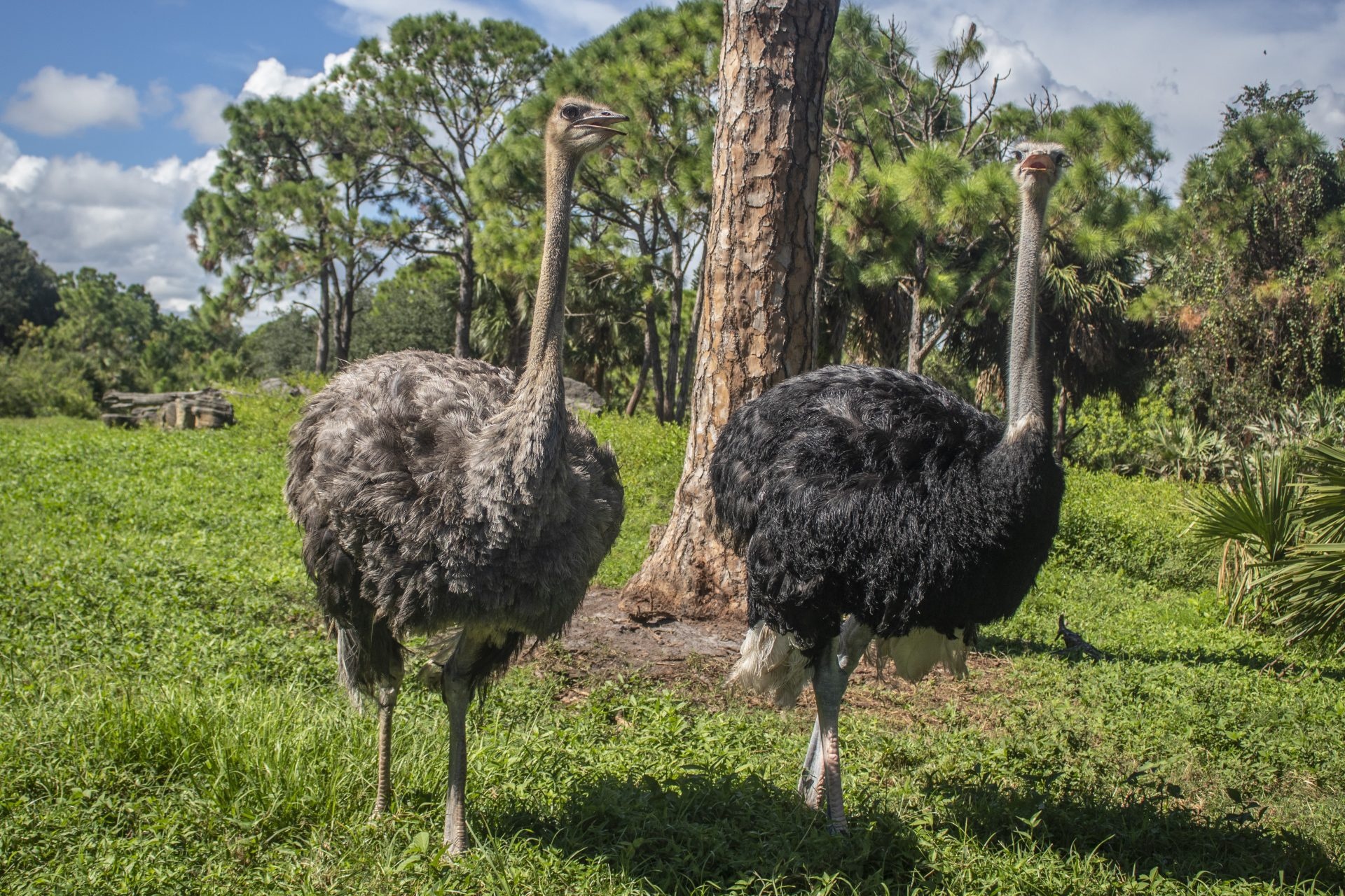 Swift runner, Flightless creature, Prominent feathers, Striking bird, 1920x1280 HD Desktop