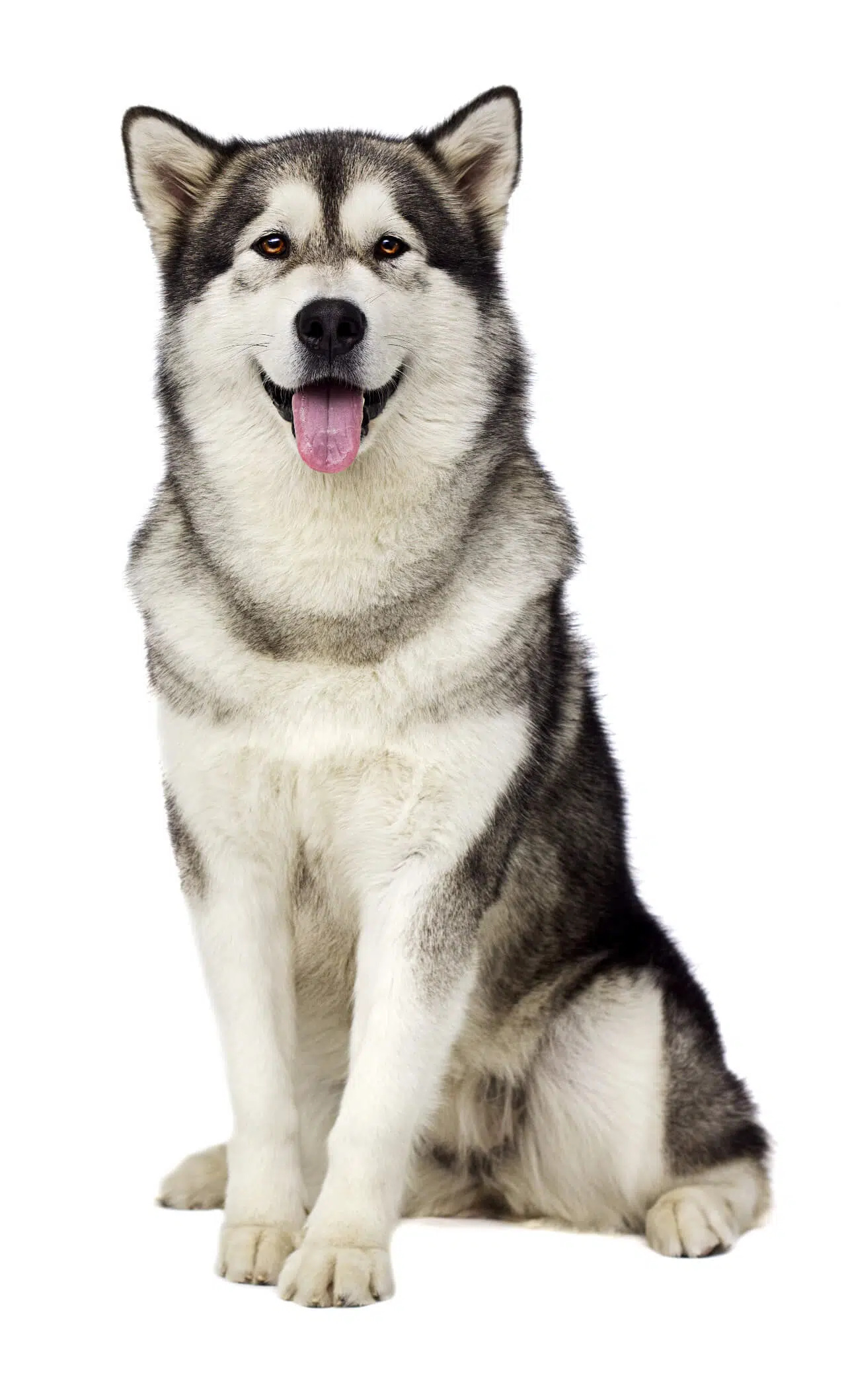 Alaskan Malamute im profil, Zuchtgeschichte des malamutes, Alaskan Malamute, Dog breed profile, 1280x2120 HD Phone