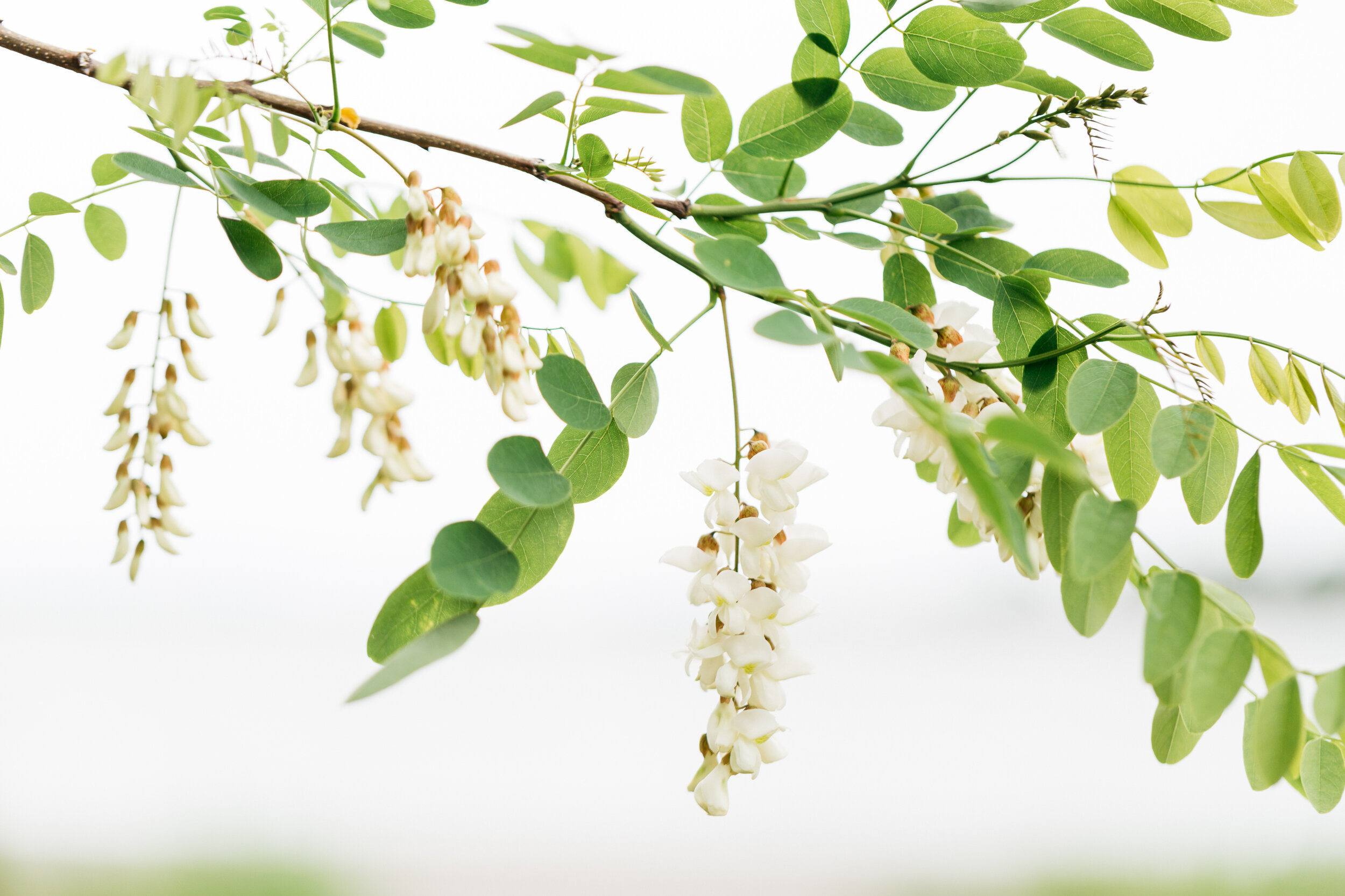 Branch, Locust Flower Wallpaper, 2500x1670 HD Desktop