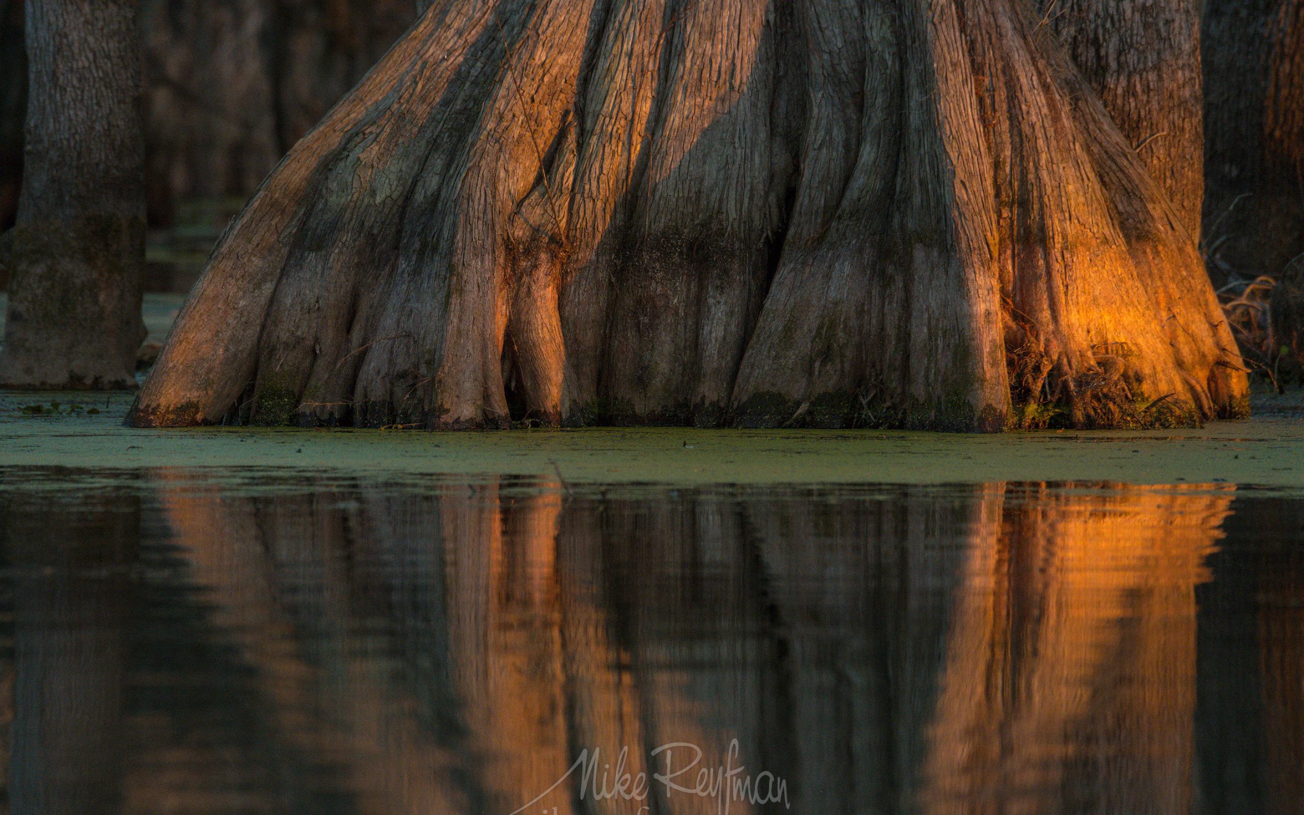 Trunk, Cypress Tree Wallpaper, 2560x1600 HD Desktop