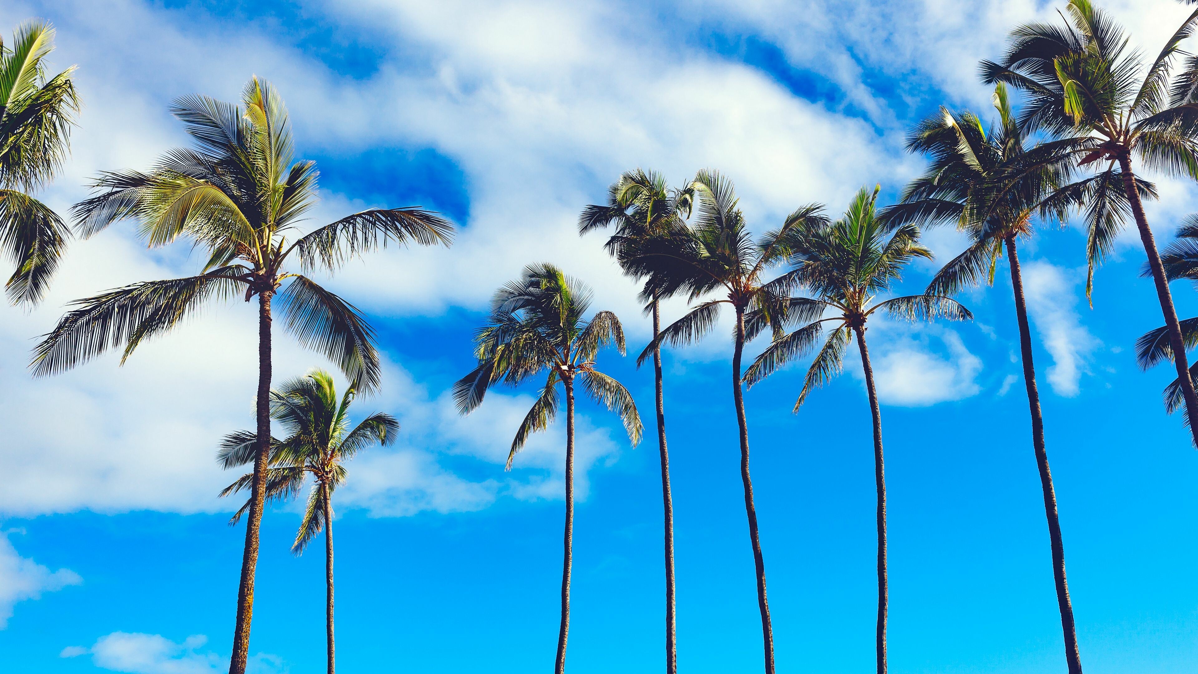 Summer sky, Palm Trees Wallpaper, 3840x2160 4K Desktop