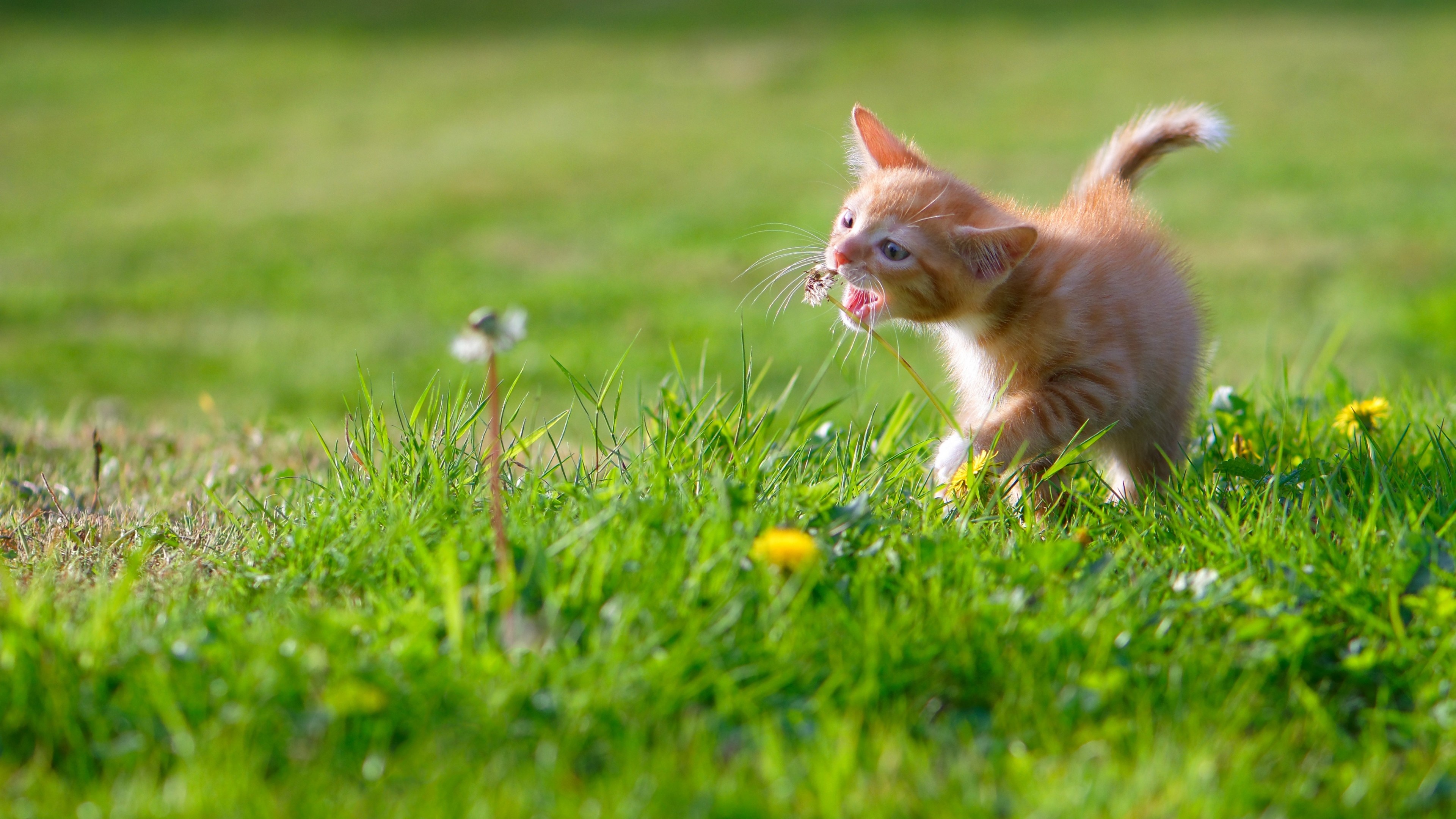 Ginger tabby kitten, Dandelion seed head, Sunny grass lawn, 4K Desktop wallpaper