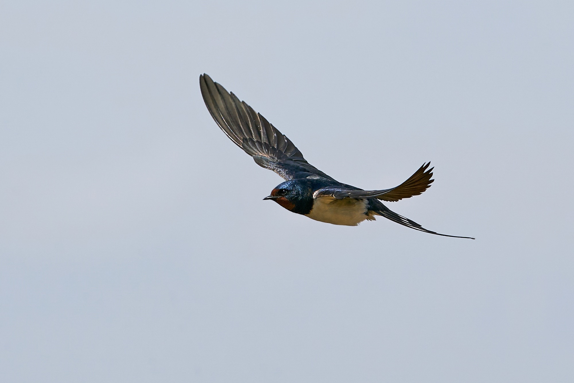 Swallow hirundo rustica, Bird facts, Folklore stories, Avian behavior, 2000x1340 HD Desktop