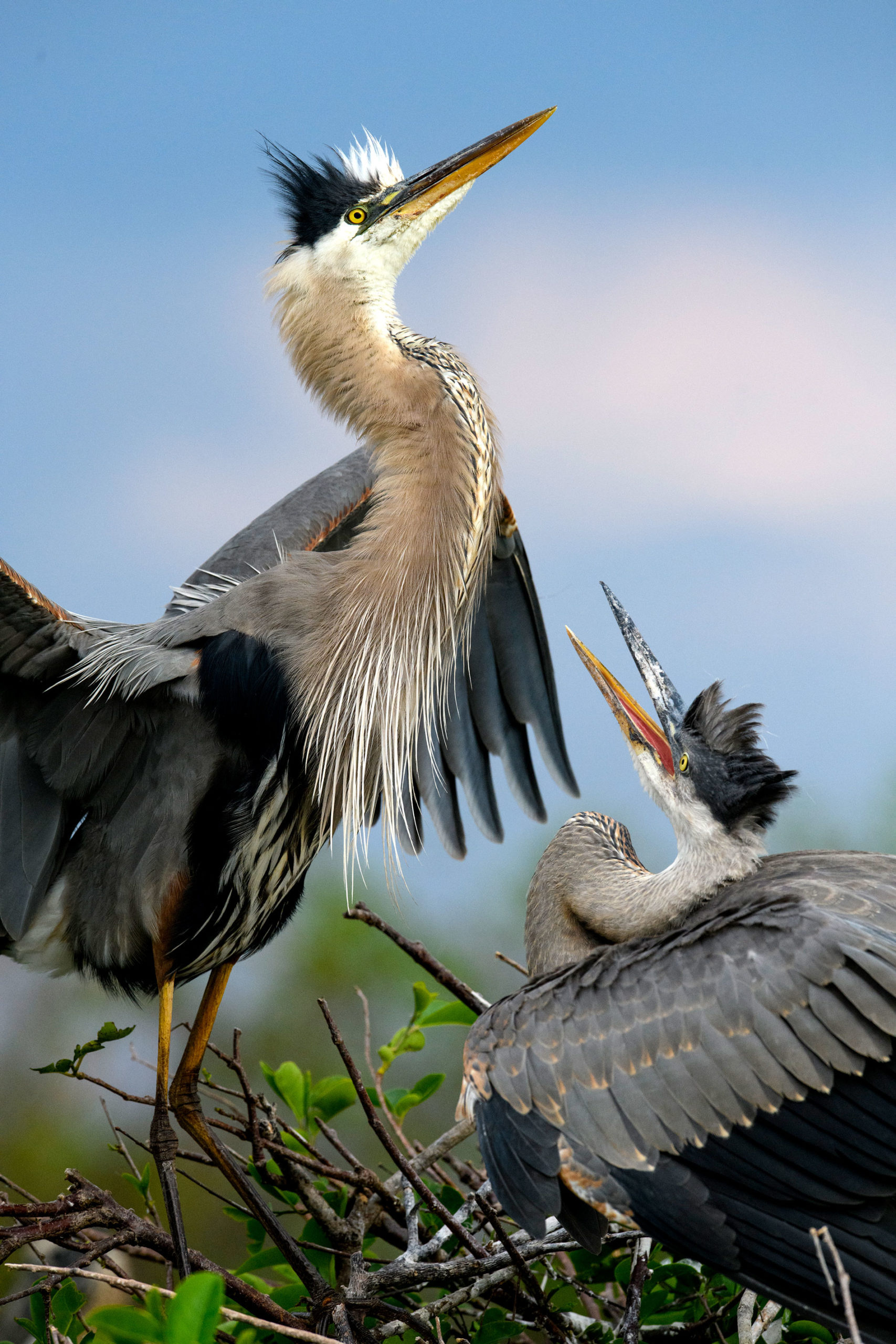 Nesting, Herons Wallpaper, 1710x2560 HD Phone