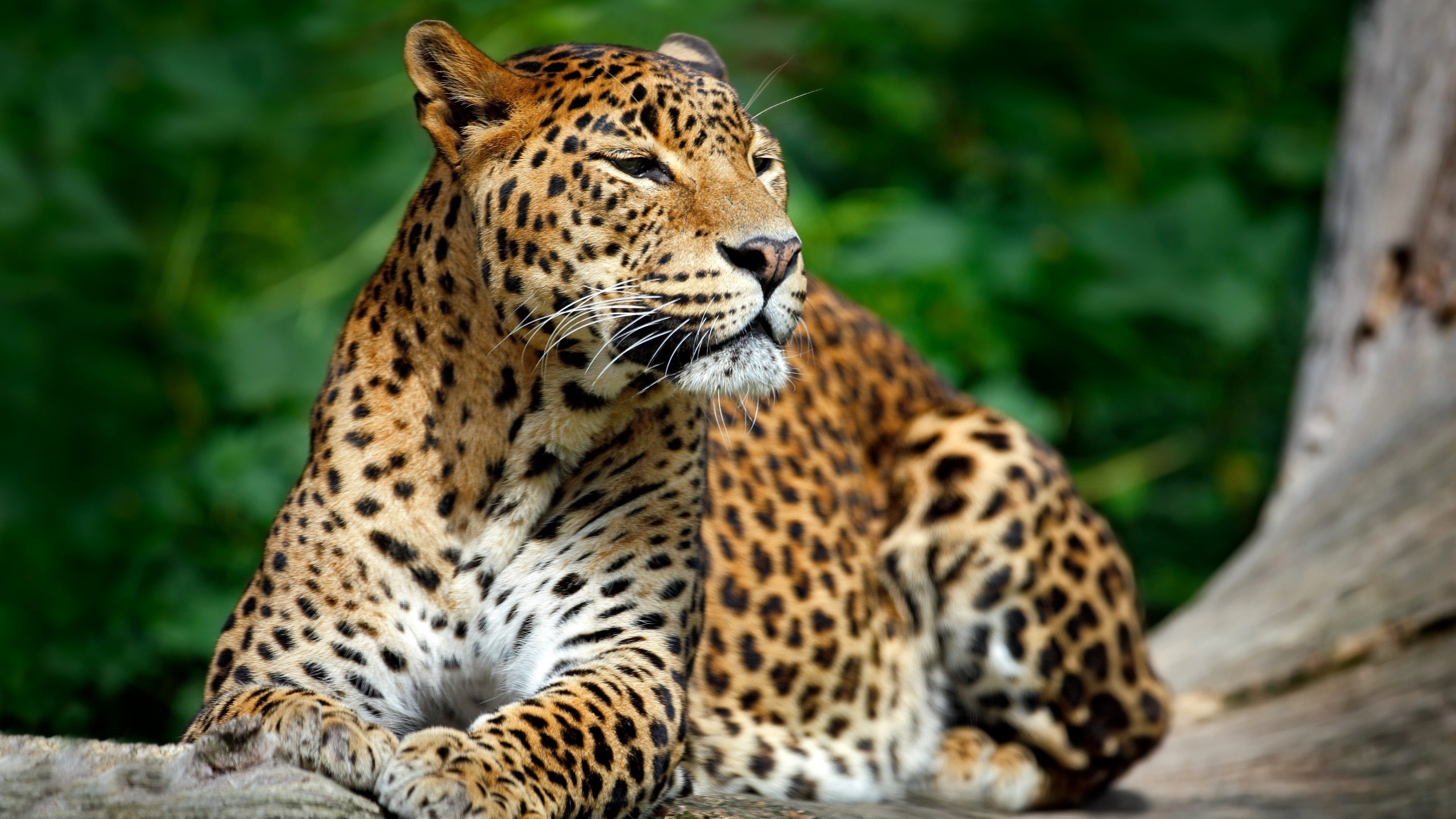 The Sri Lankan, Leopards Wallpaper, 3840x2160 4K Desktop