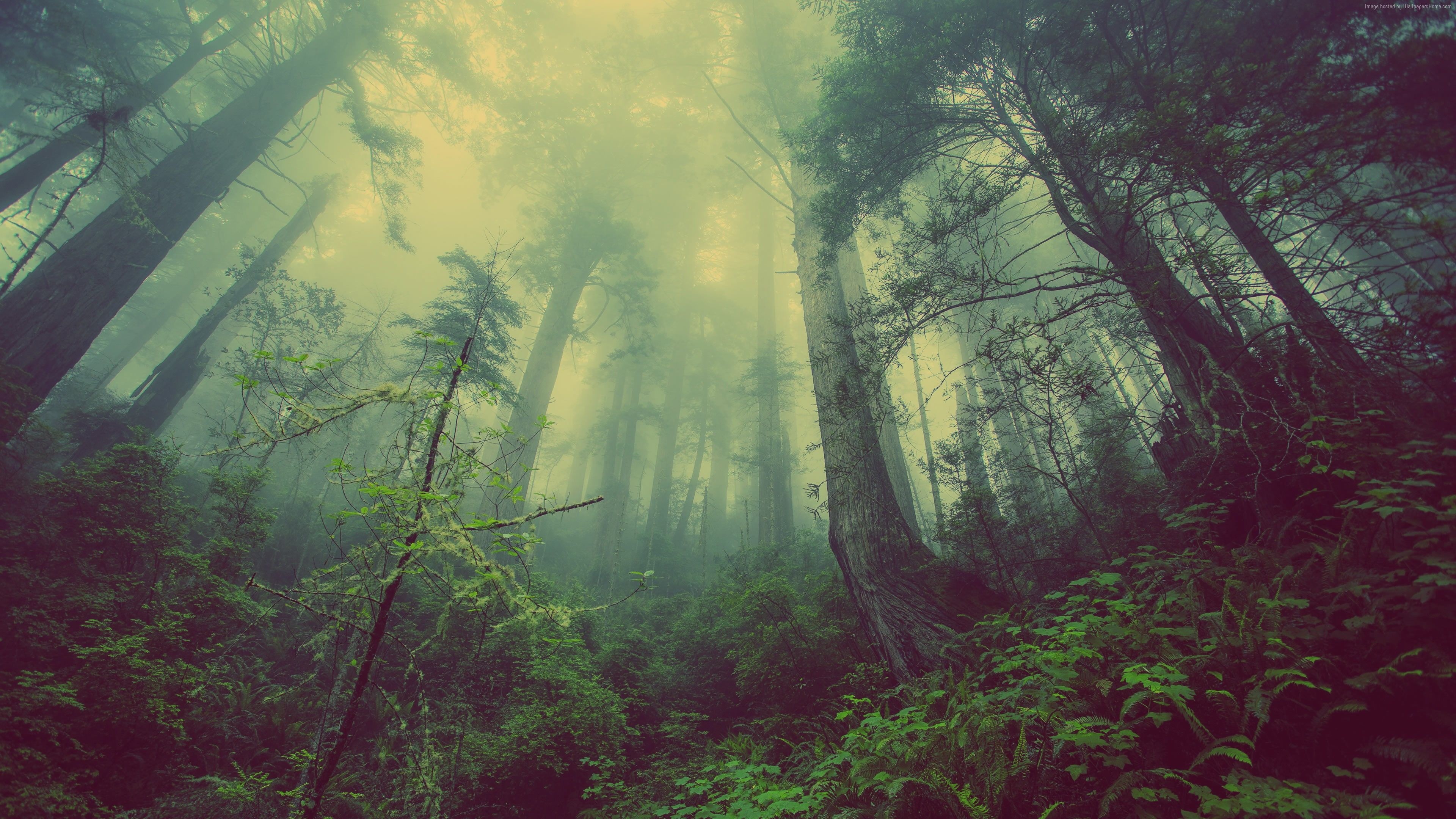 Mystical forest, Foggy enchantment, Ethereal ambiance, Conceptual photography, 3840x2160 4K Desktop
