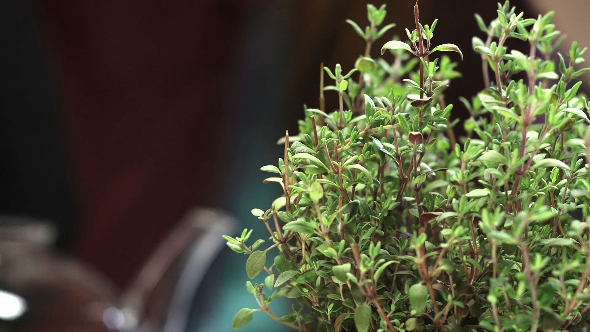 Culinary and medicinal thyme, Herbal remedies, Therapeutic properties, Britannica's insights, 1920x1080 Full HD Desktop