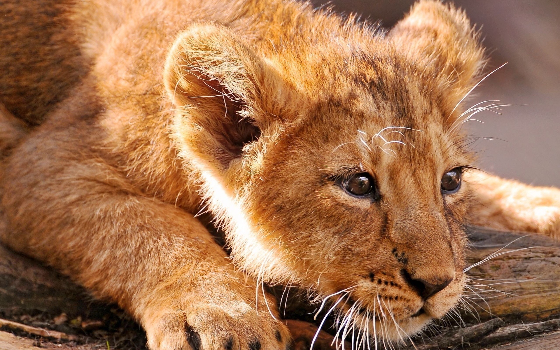 Baby animals, Nature's blessings, Innocent wonders, Captivating beauty, 1920x1200 HD Desktop