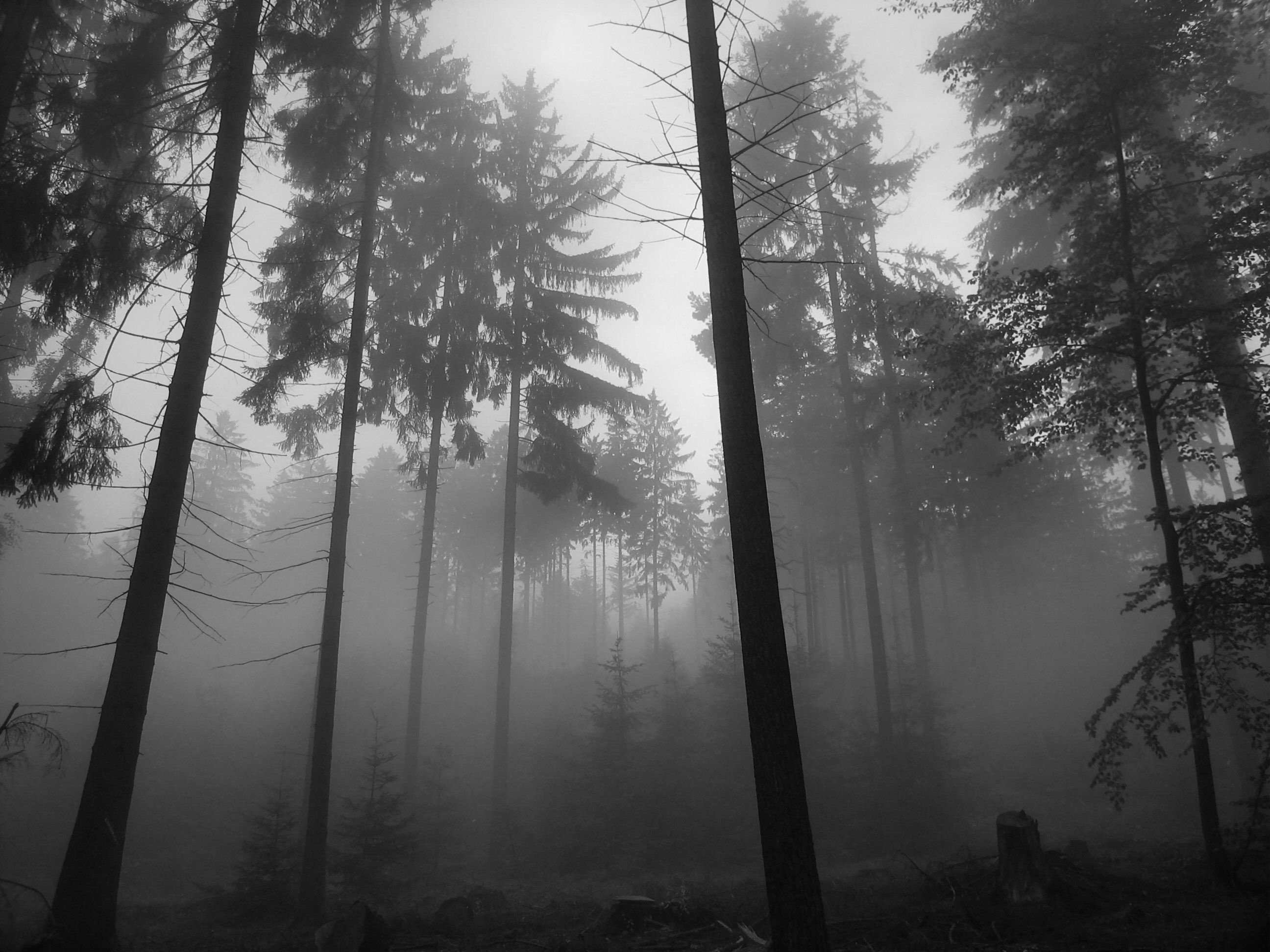 Tall trees, Haunted Forest Wallpaper, 2600x1950 HD Desktop