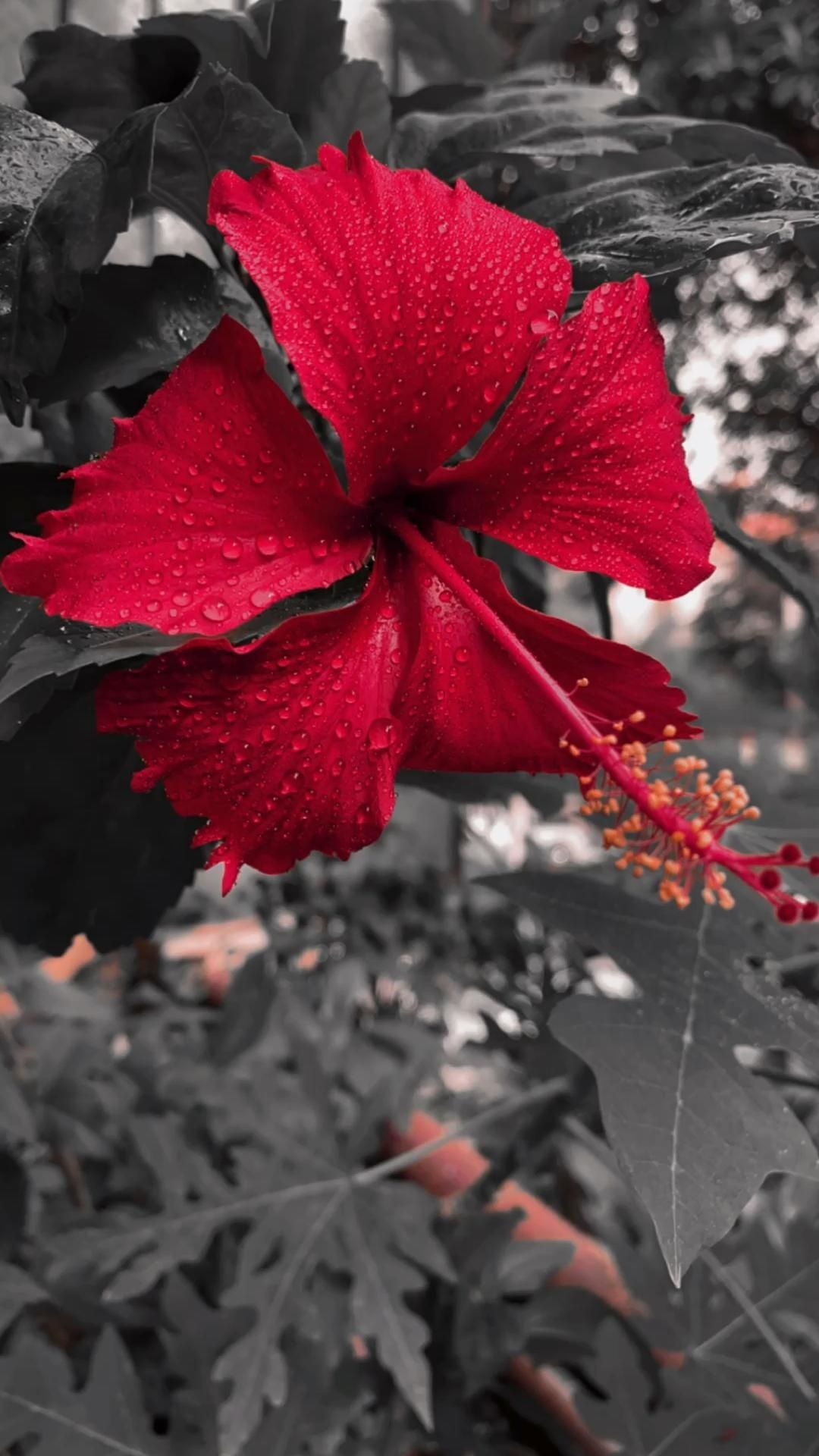 Hibiscus wallpaper, Flower, Blue flower wallpaper, Nature's beauty, 1080x1920 Full HD Phone