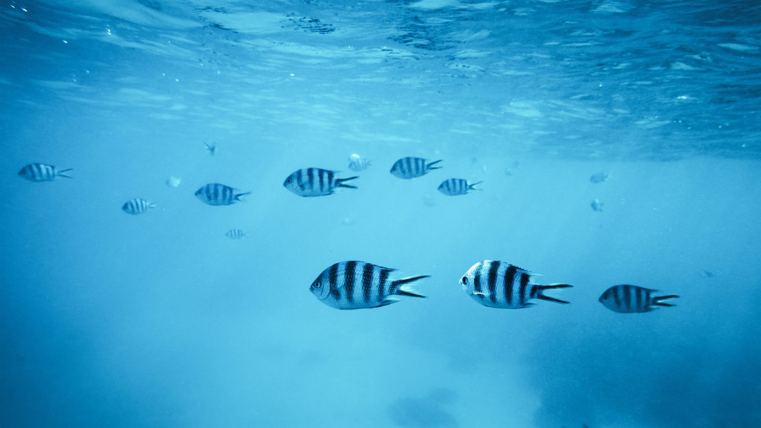 Sergeant major damselfish, Sunlit water surface, Pale blue shallows, HD Desktop wallpaper