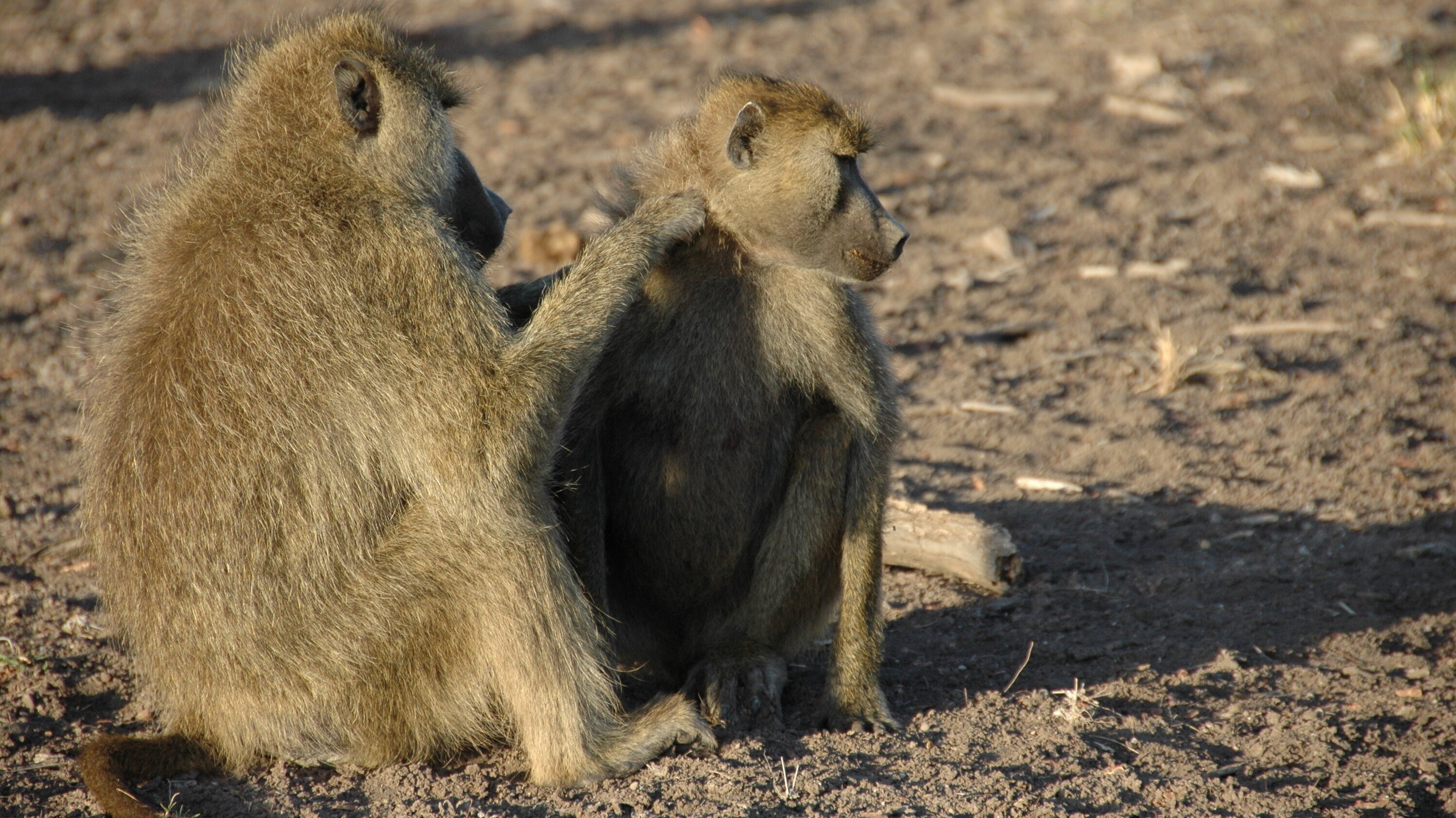 Male baboon friendships, Female companions, Social bonds, Primate connections, 3000x1690 HD Desktop