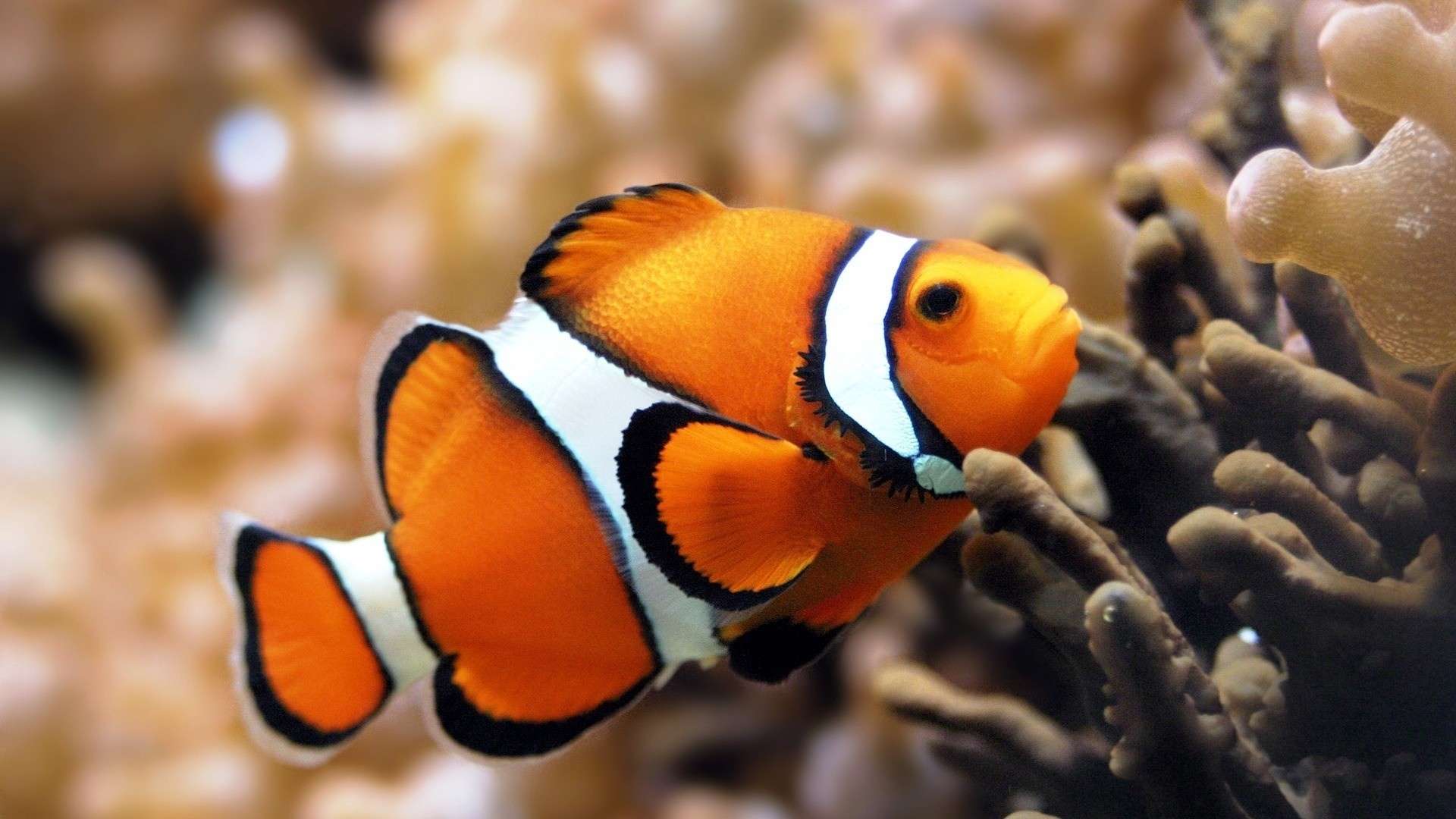 Ocellaris clownfish, Branching staghorn coral, Warm amber reef, Full HD Desktop wallpaper