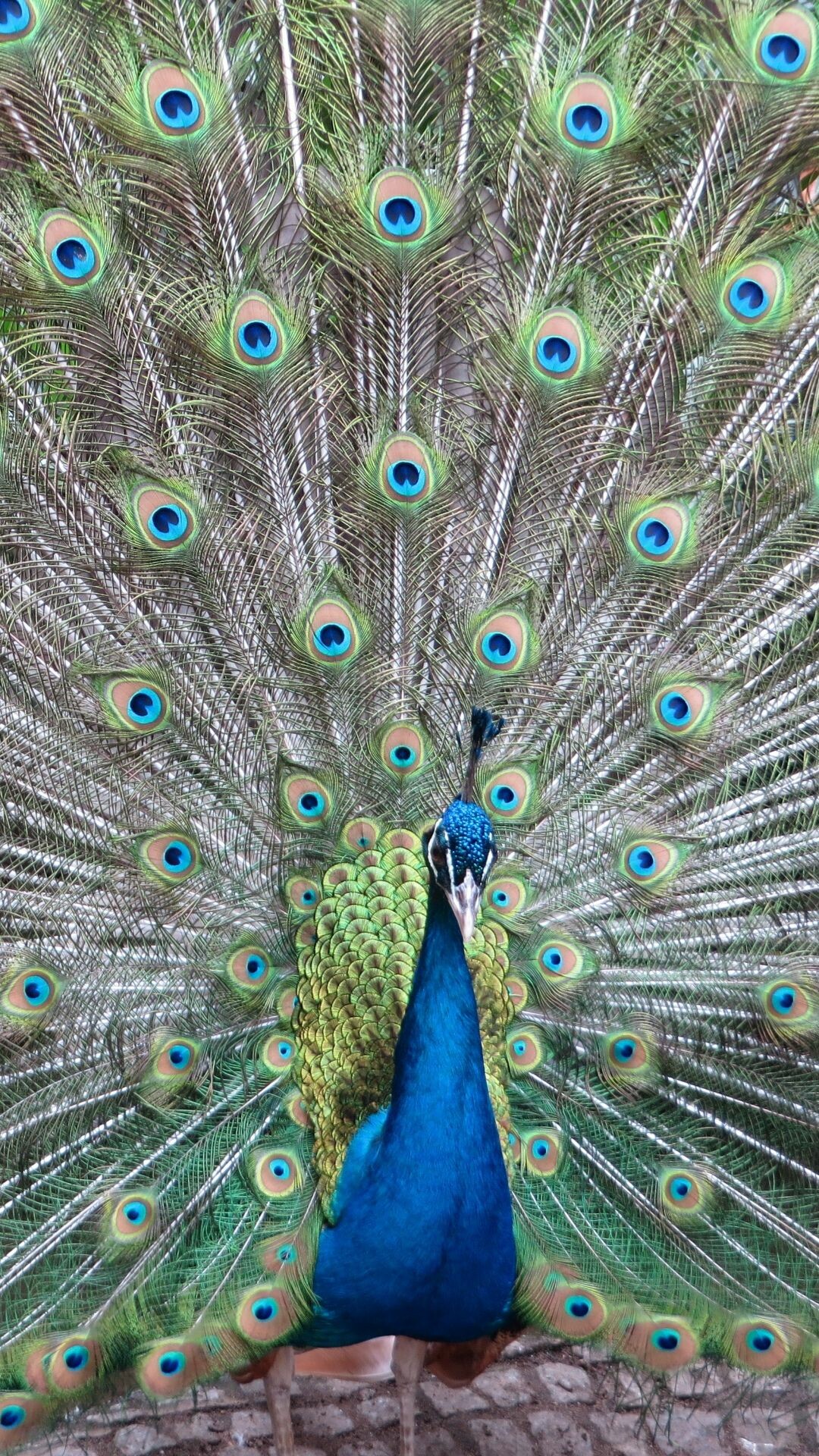 Peacock wallpapers, Beautiful bird, Vibrant colors, Striking visuals, 1080x1920 Full HD Phone