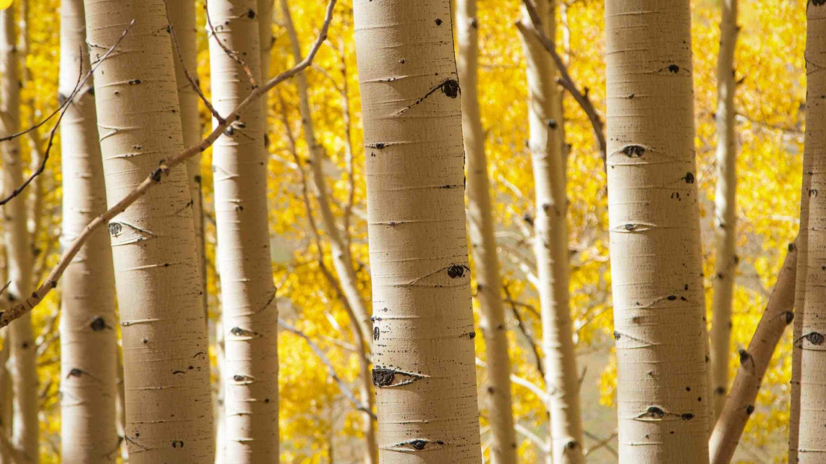 Birch wallpapers, Elegant aesthetics, Natural grace, Serene beauty, 2810x1580 HD Desktop