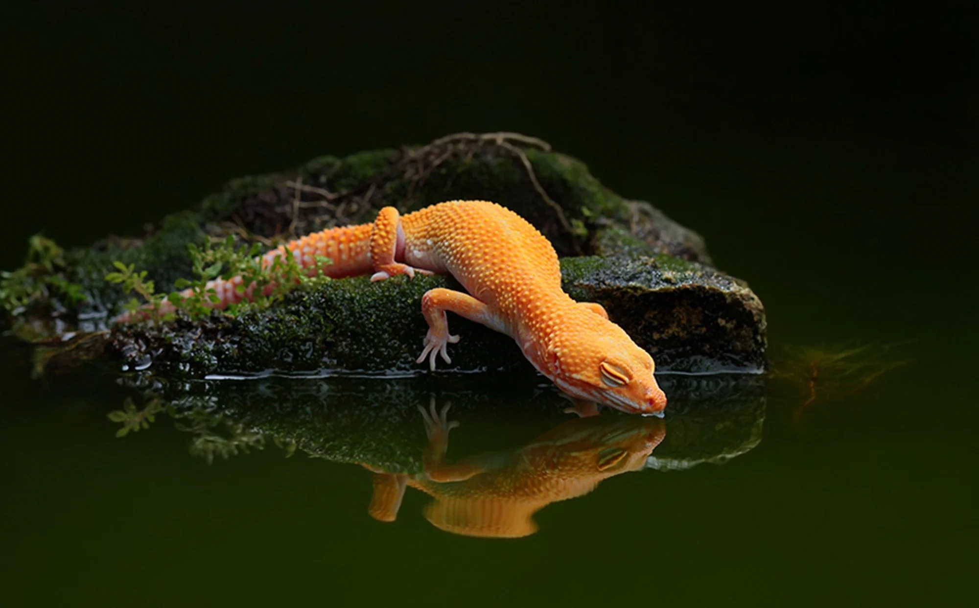 Gecko fascination, Mesmerizing reptile, Nature's marvel, Striking patterns, 2000x1250 HD Desktop