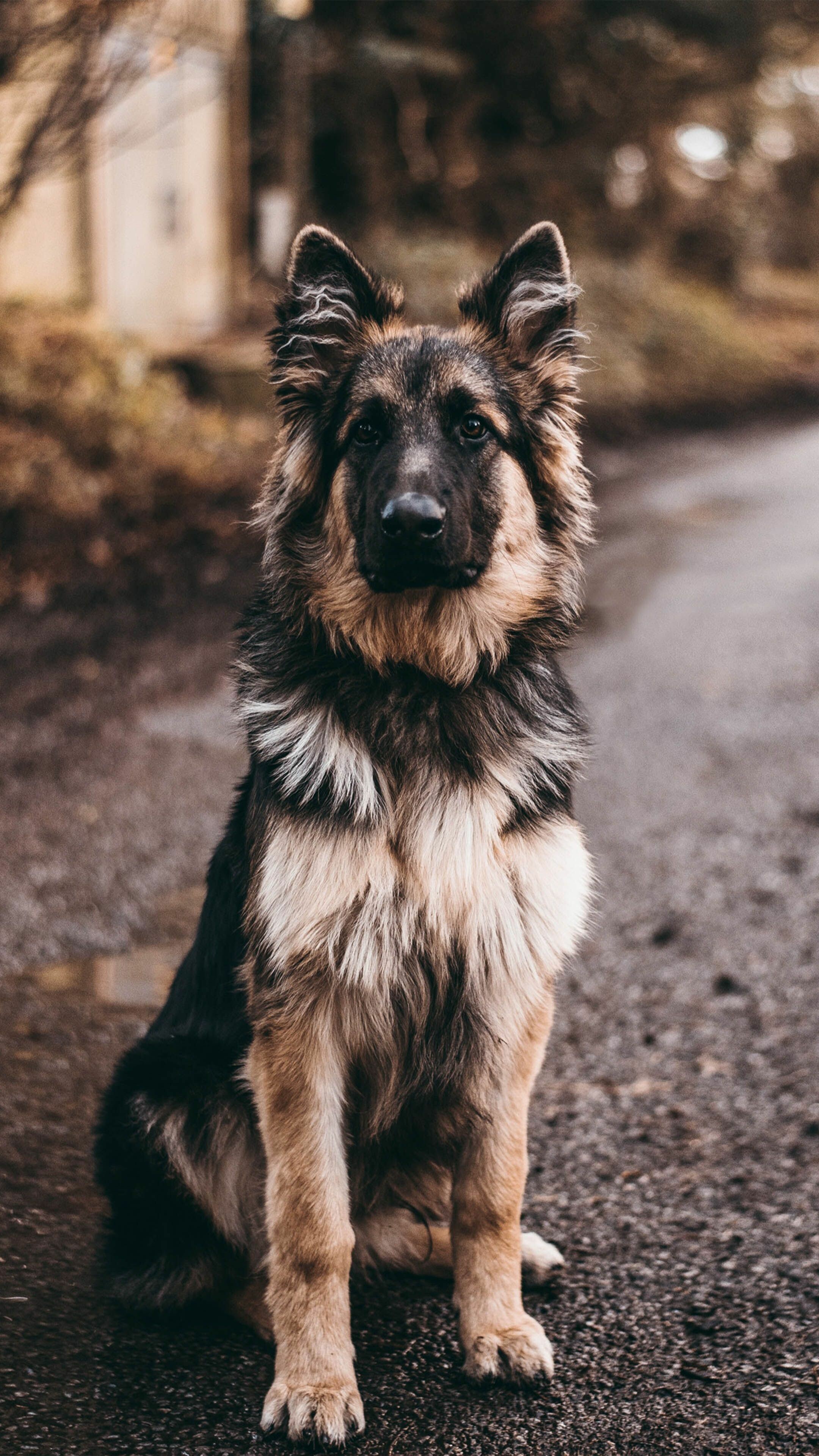 German Shepherd, Phone wallpapers, Expert, 2160x3840 4K Phone