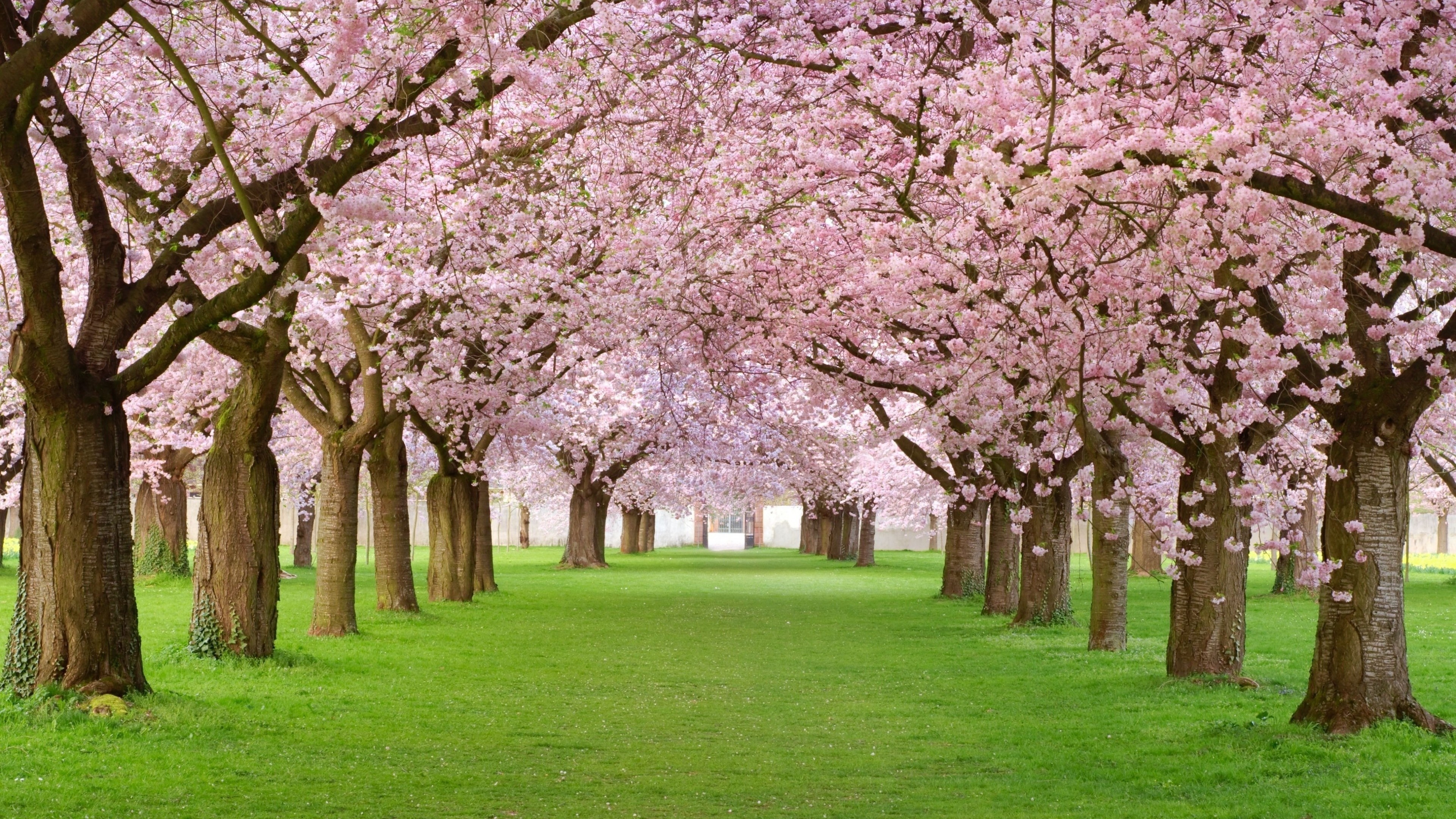 Cherry blossom tree avenue, Pink cherry blossom canopy, Green grass lawn, 4K Desktop wallpaper
