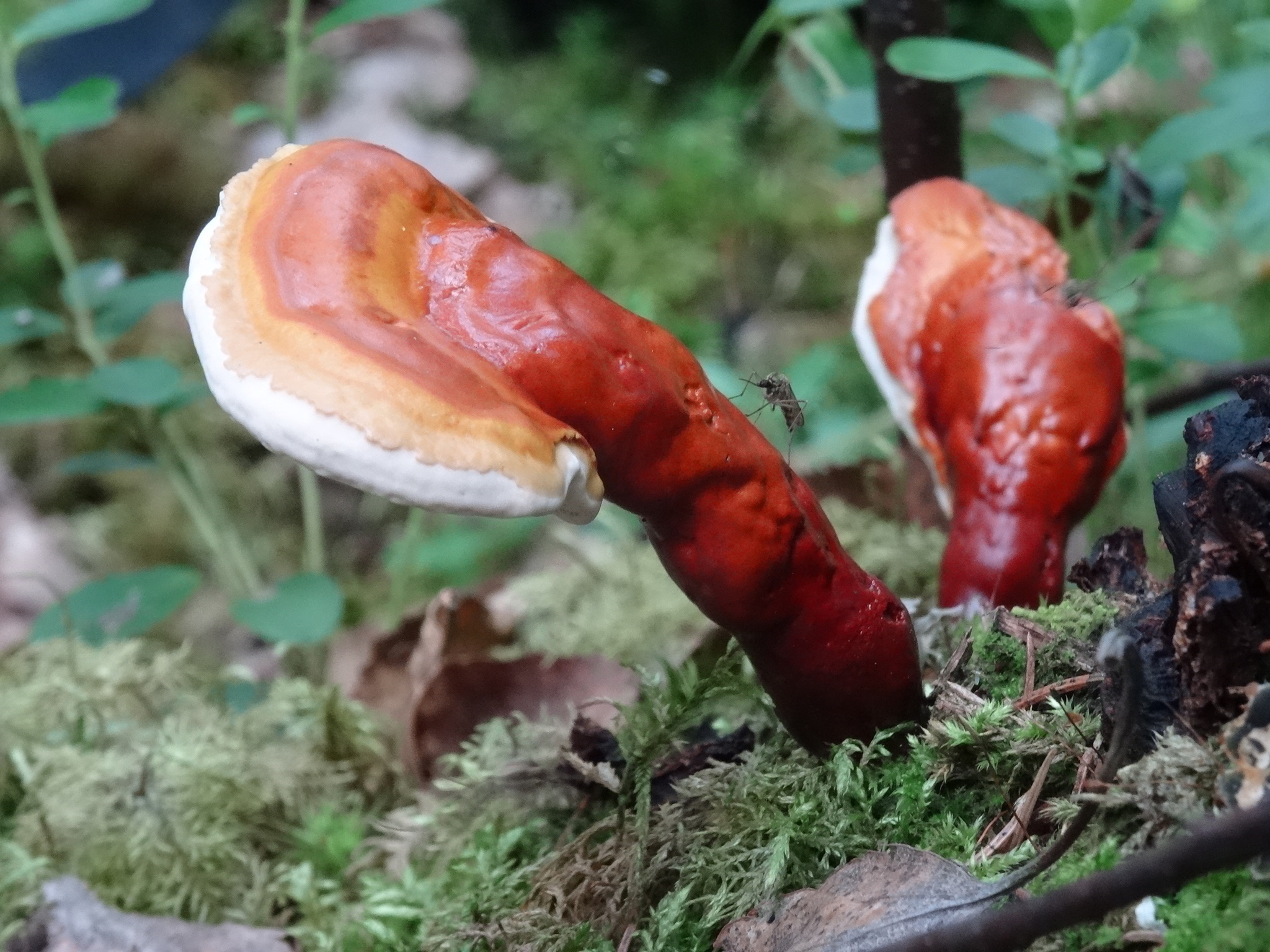 Hongo Reishi, Ganoderma lucidum, Natusfera, 2050x1540 HD Desktop