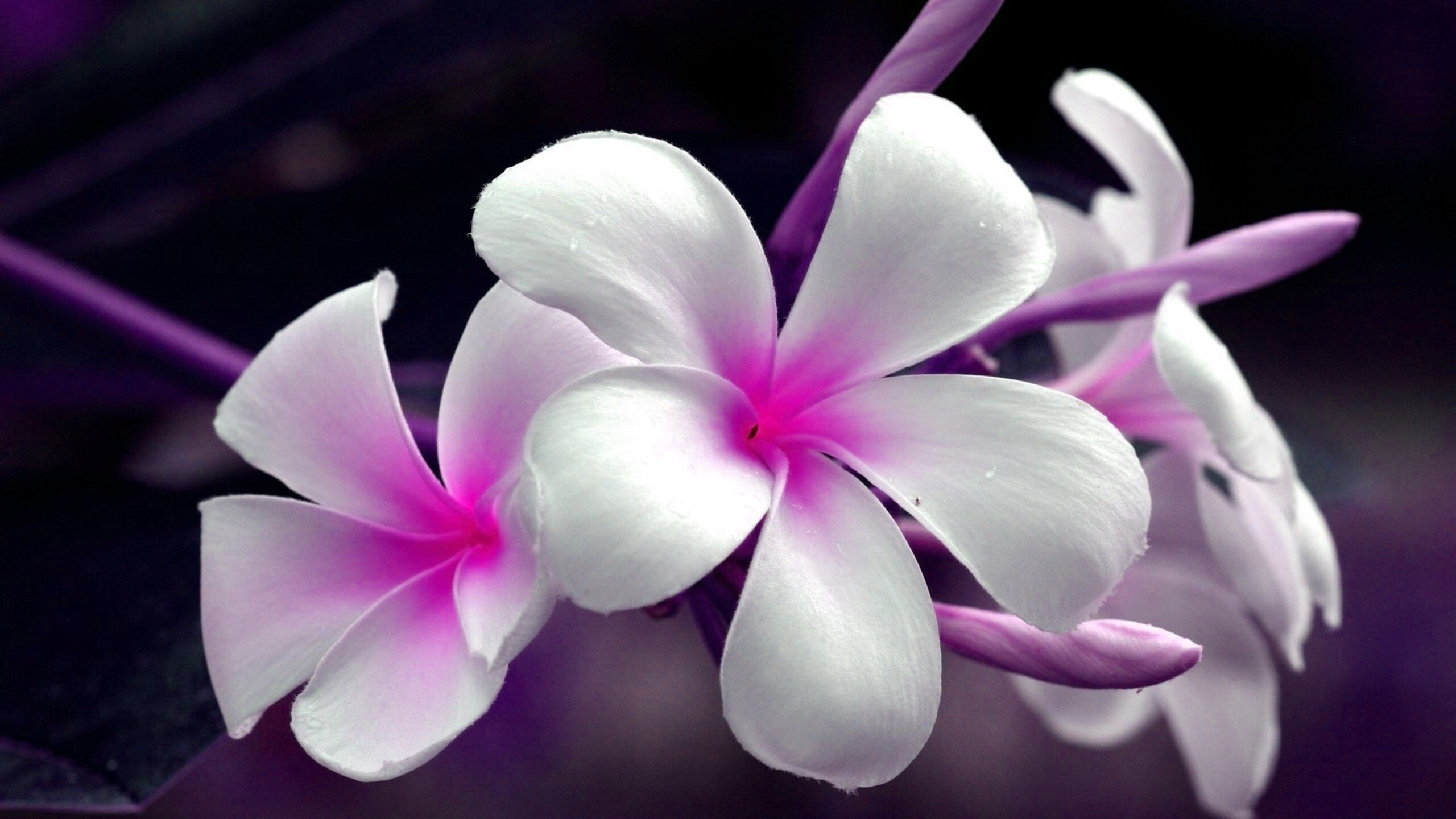 Frangipani flower, HD wallpaper, Vibrant background, Tropical paradise, 2560x1440 HD Desktop