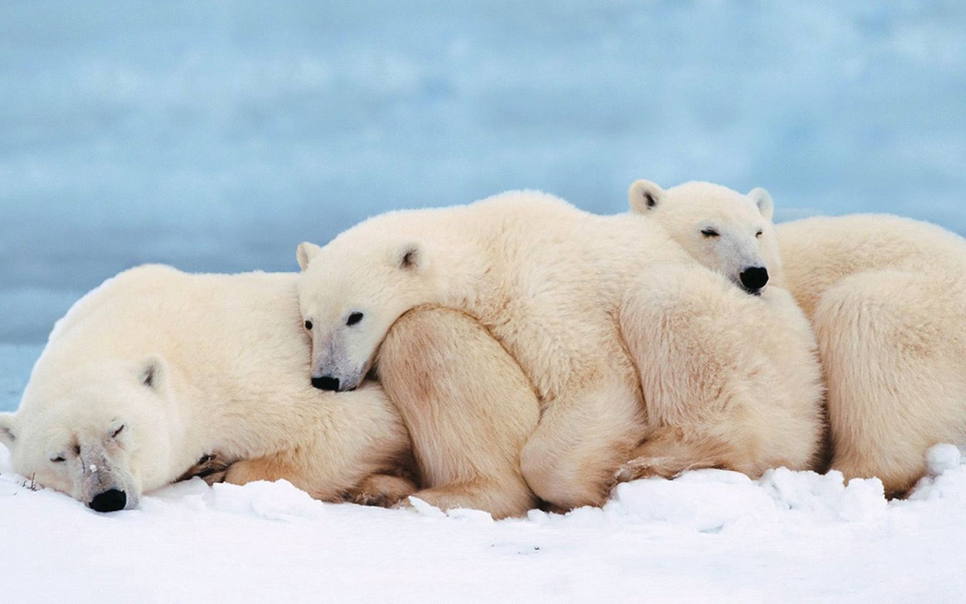 Enthralling visuals, Untamed wilderness, Arctic royalty, Natural wonders, 1920x1200 HD Desktop