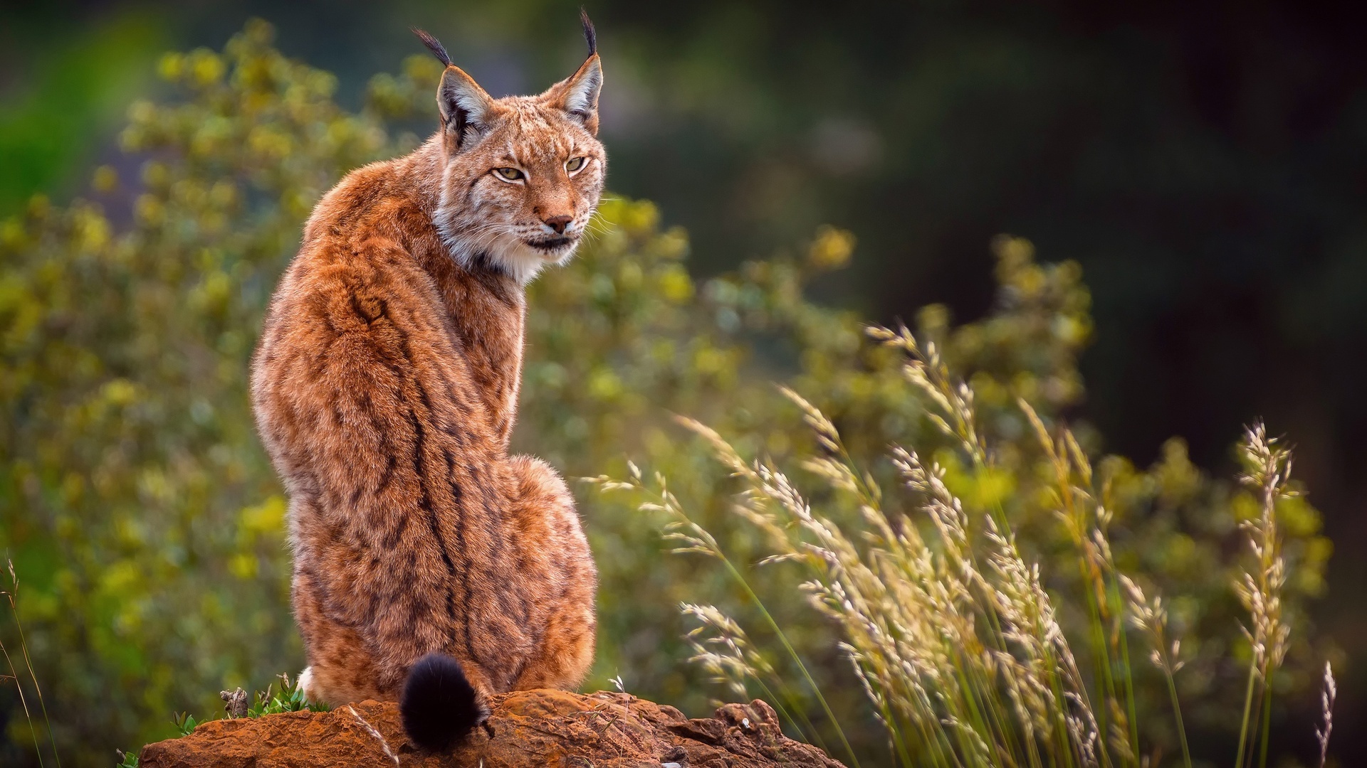 Predatory lynx, Laptop wallpaper, Full HD, Mesmerizing imagery, 1920x1080 Full HD Desktop