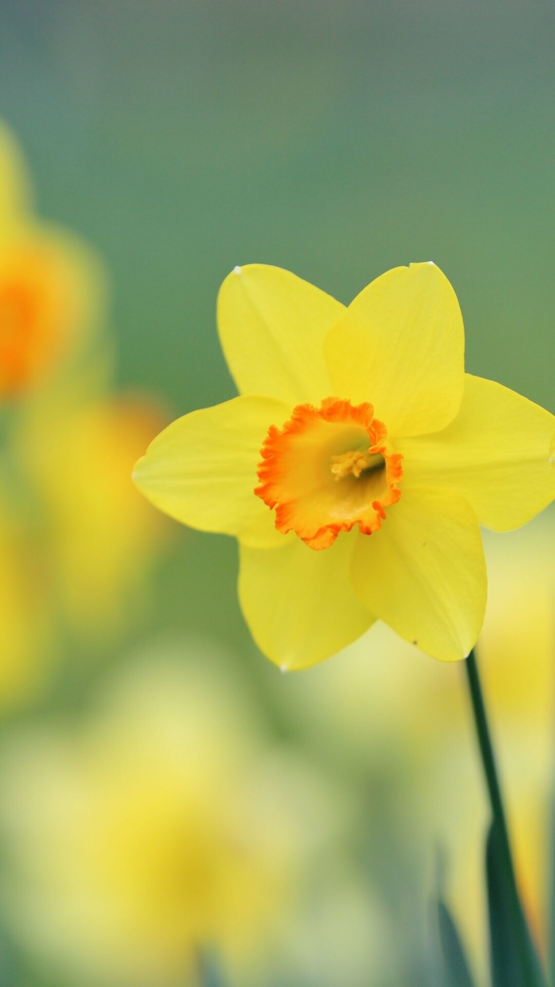 Earth daffodil, Nature, 1080x1920 Full HD Phone