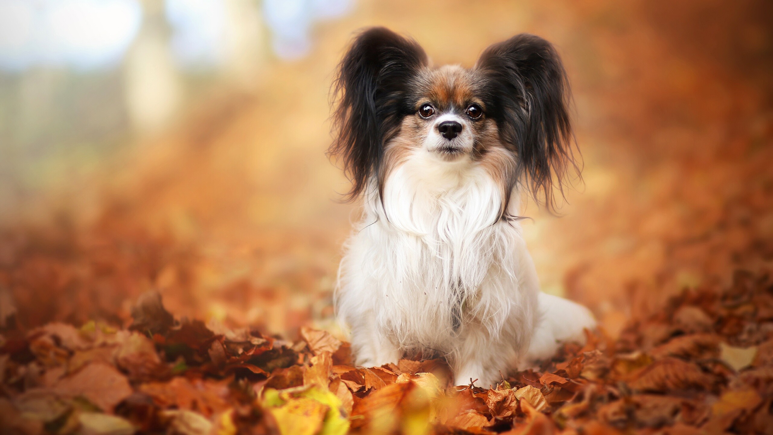 Papillon Dog, Aesthetic appeal, Attractive image, HD wallpaper, 2560x1440 HD Desktop