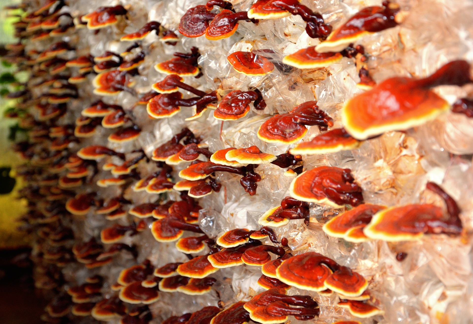 Health benefits, Reishi mushrooms, Growing organic, Mushrooms, 1920x1320 HD Desktop