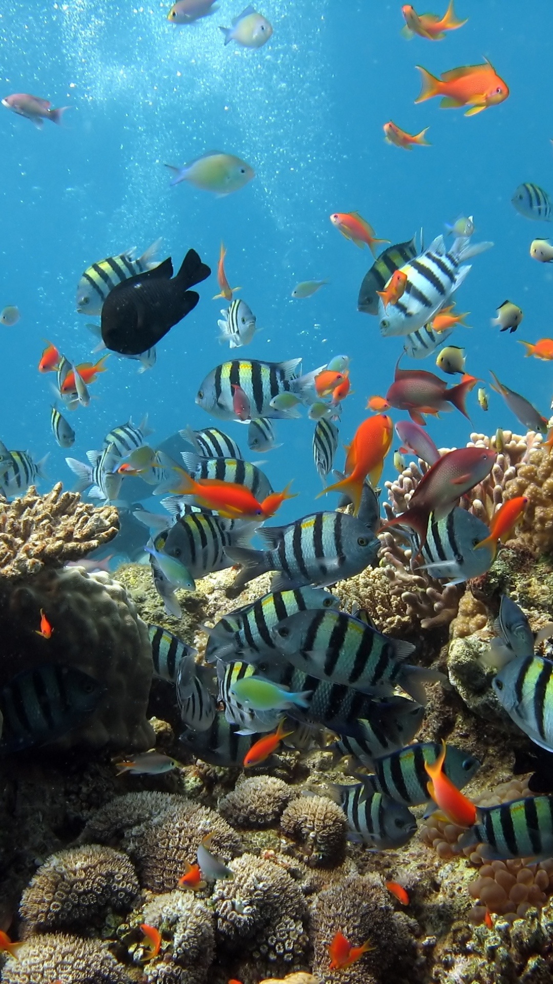 Sergeant major damselfish, Orange anthias, Encrusting coral colonies, Sunlit shallow reef, Full HD Phone wallpaper