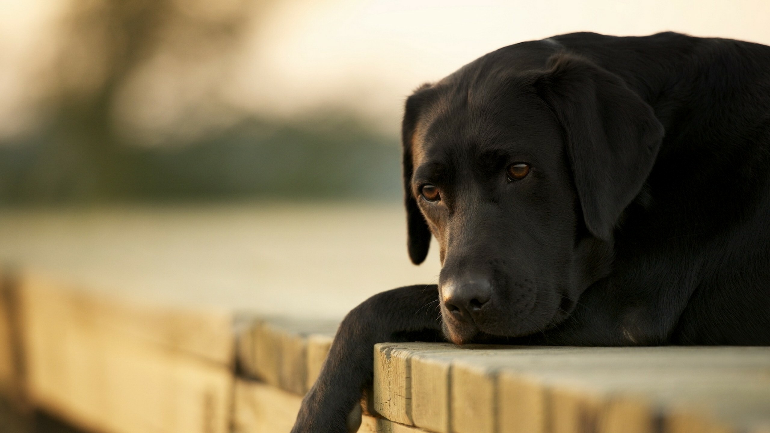 Labrador, Dogs Wallpaper, 2560x1440 HD Desktop