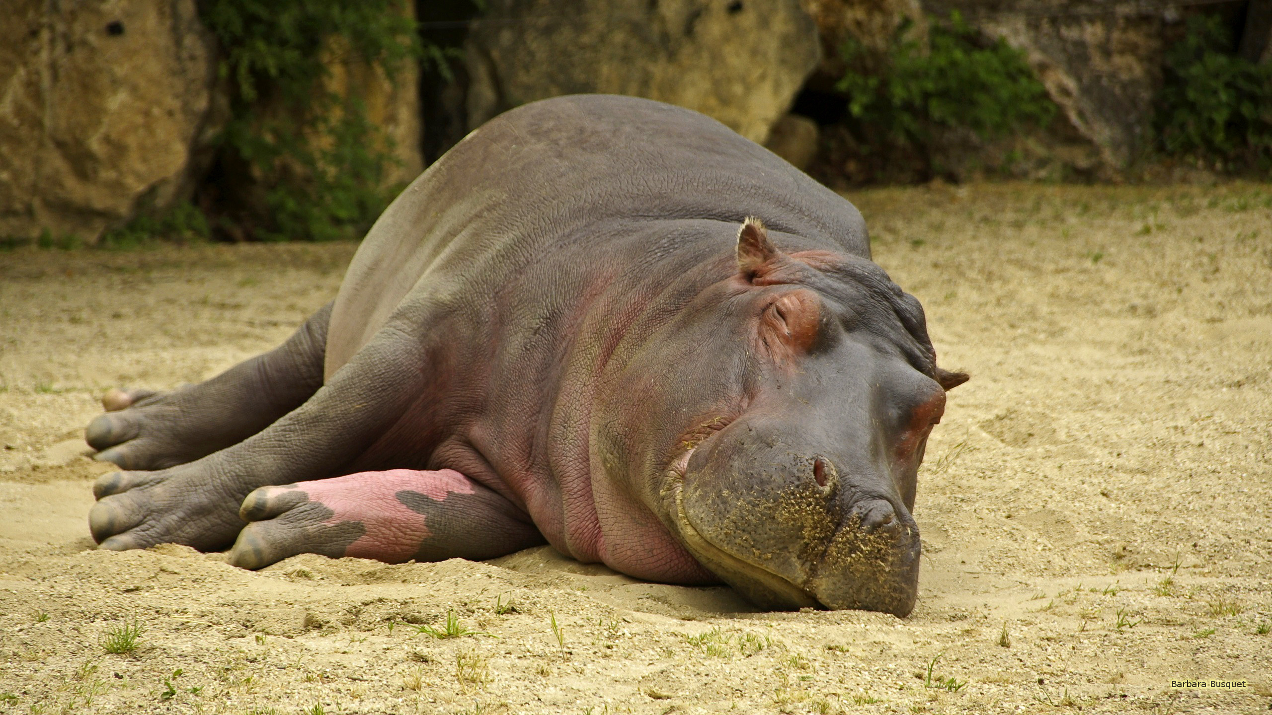 Sleeping, Hippopotamus Wallpaper, 2560x1440 HD Desktop