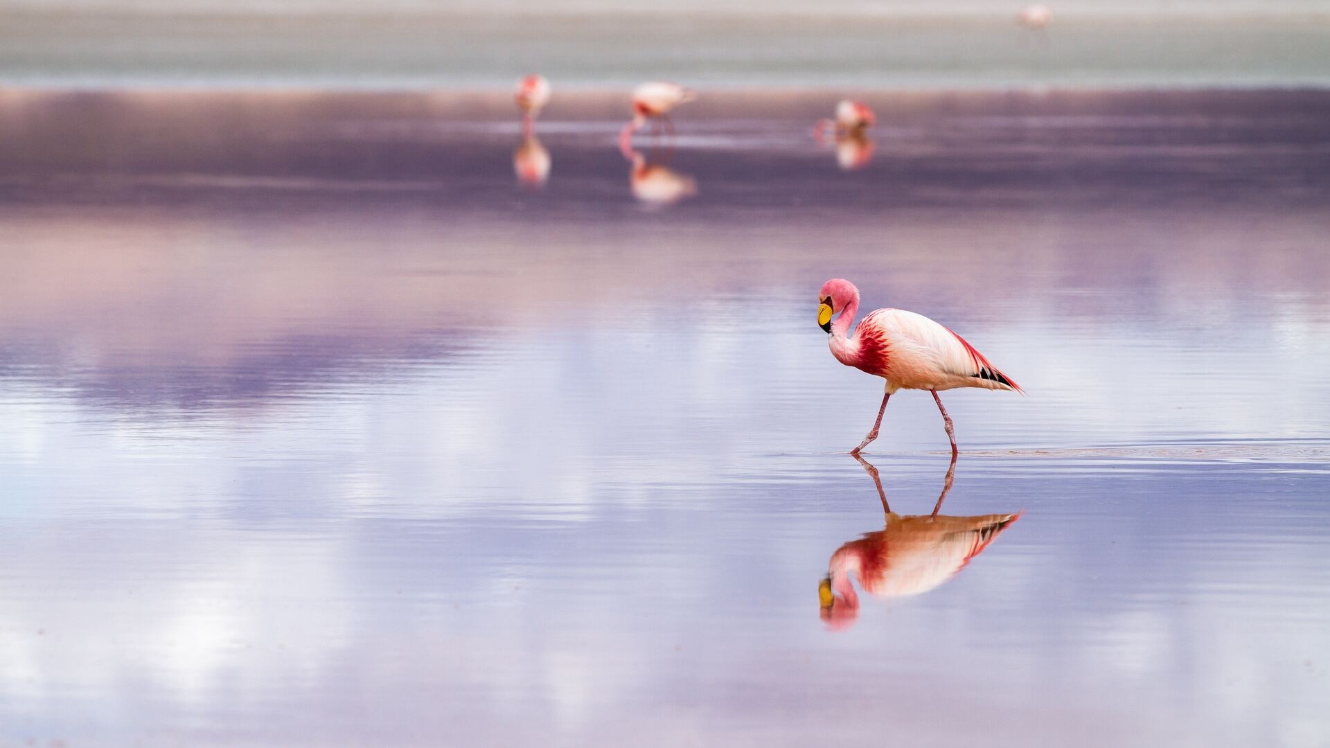 Bolivia, Flamingo, Laptop, Full HD 1080p, 1920x1080 Full HD Desktop