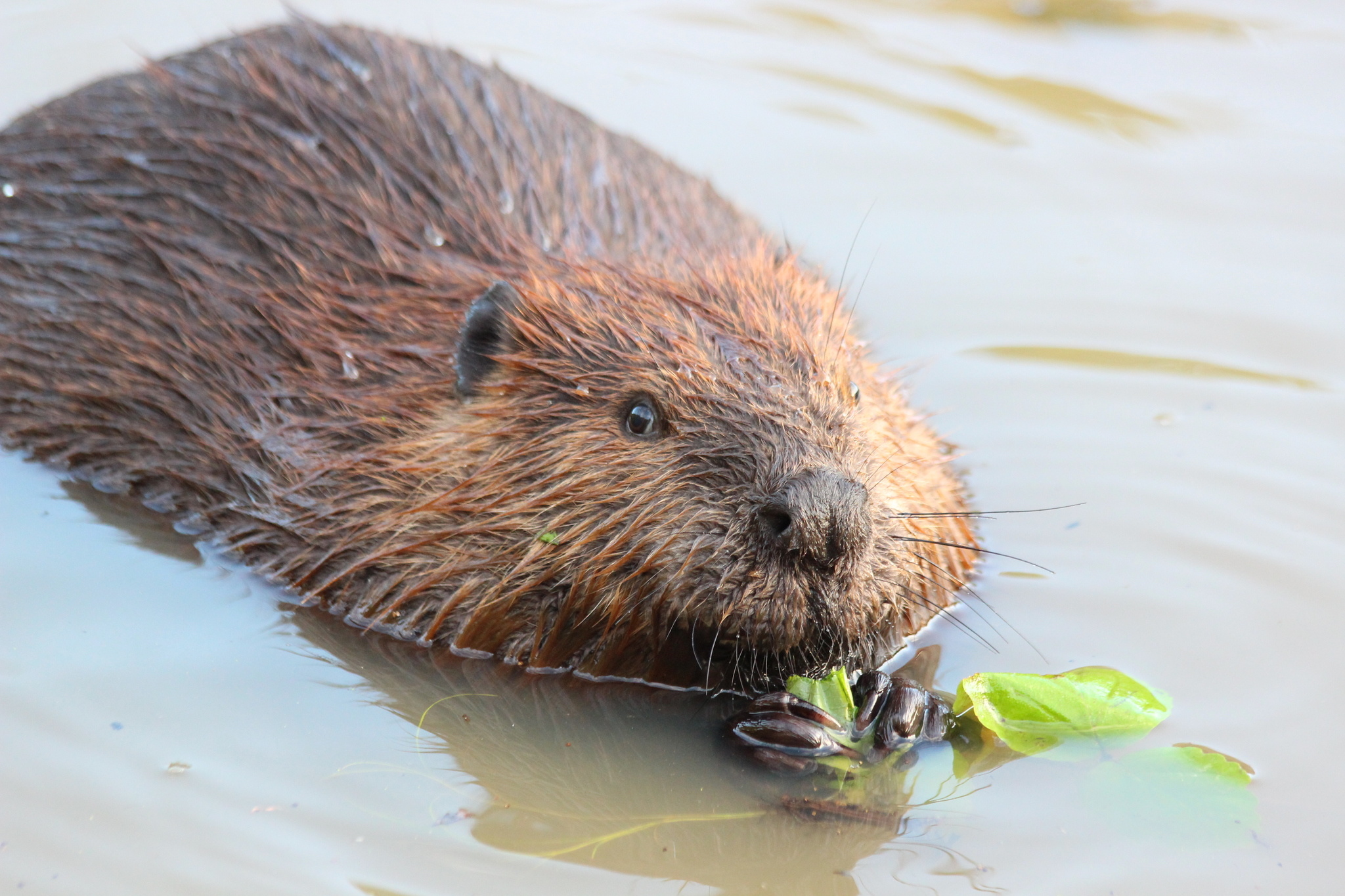 American beaver, Castor canadensis, Wildlife observation, Biodiversity study, 2050x1370 HD Desktop