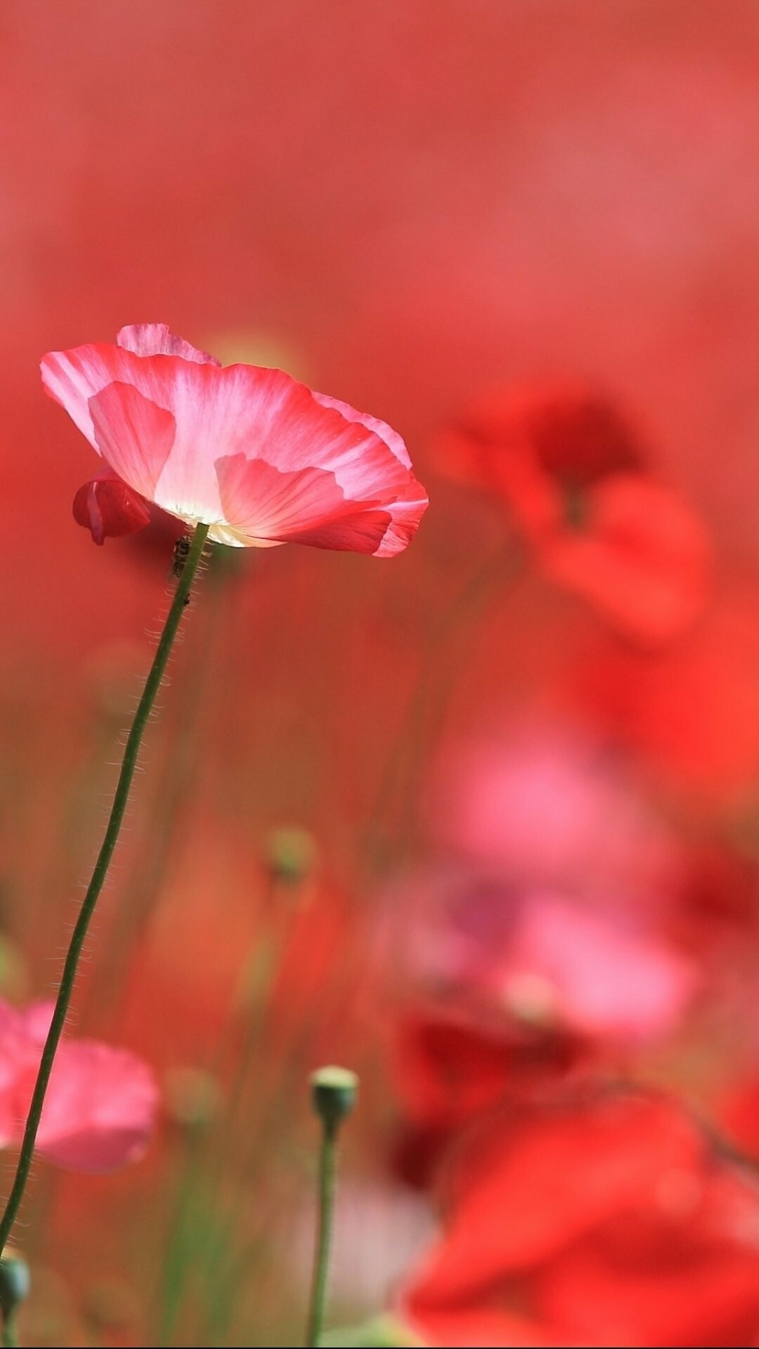 Poppy flower, Earthly beauty, Striking red, Nature's creation, 1080x1920 Full HD Phone