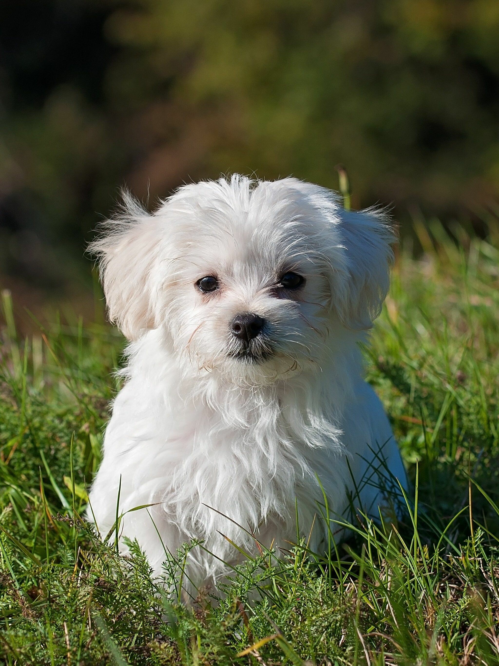 Maltese, Puppies Wallpaper, 2050x2740 HD Phone