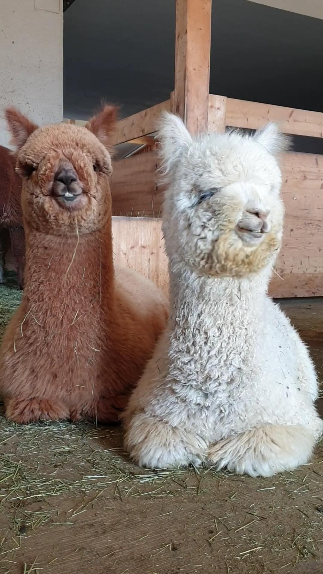 Cute llama videos, Funny animal antics, Heartwarming baby animals, Adorable lama moments, 1080x1920 Full HD Phone