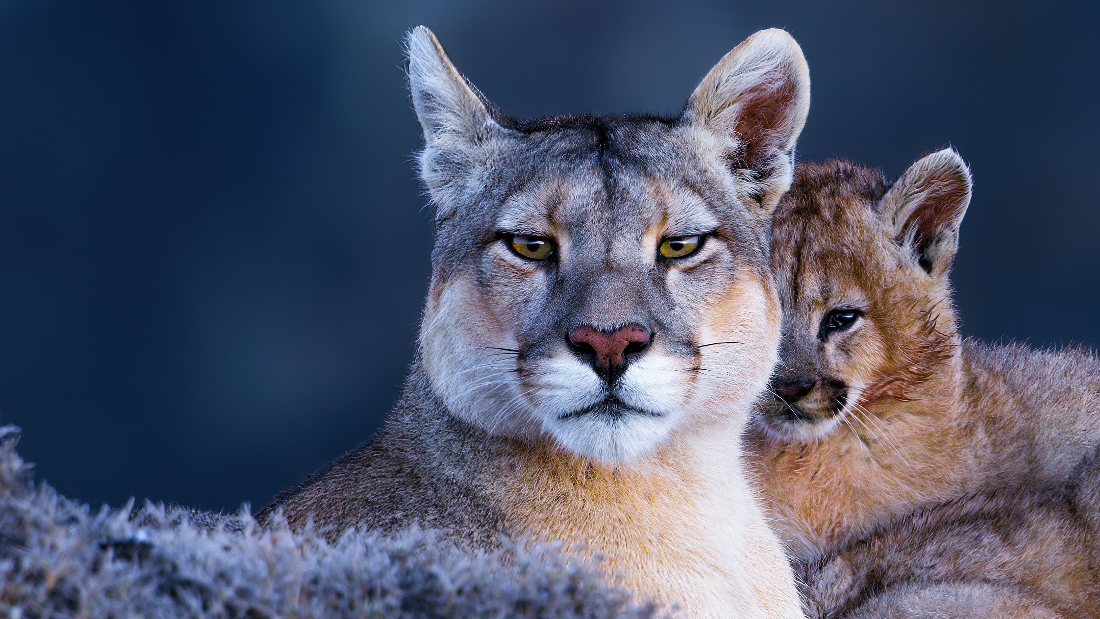 Enigmatic cougar, Mysterious aura, Symbol of strength, Nature's enigma, 3840x2160 4K Desktop