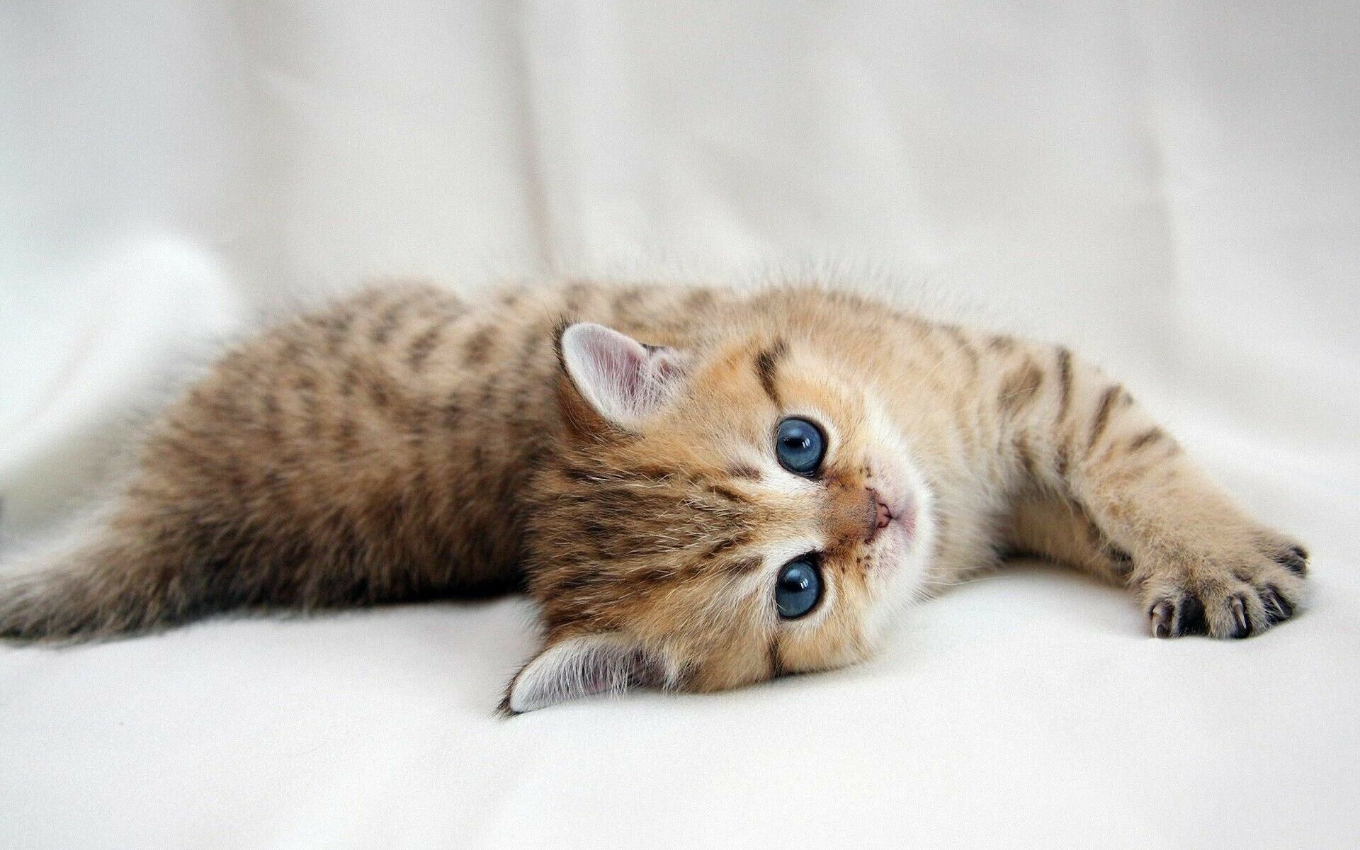 HD 4k kitten wallpapers, High-quality images, PC and mobile, Free download, 1920x1200 HD Desktop