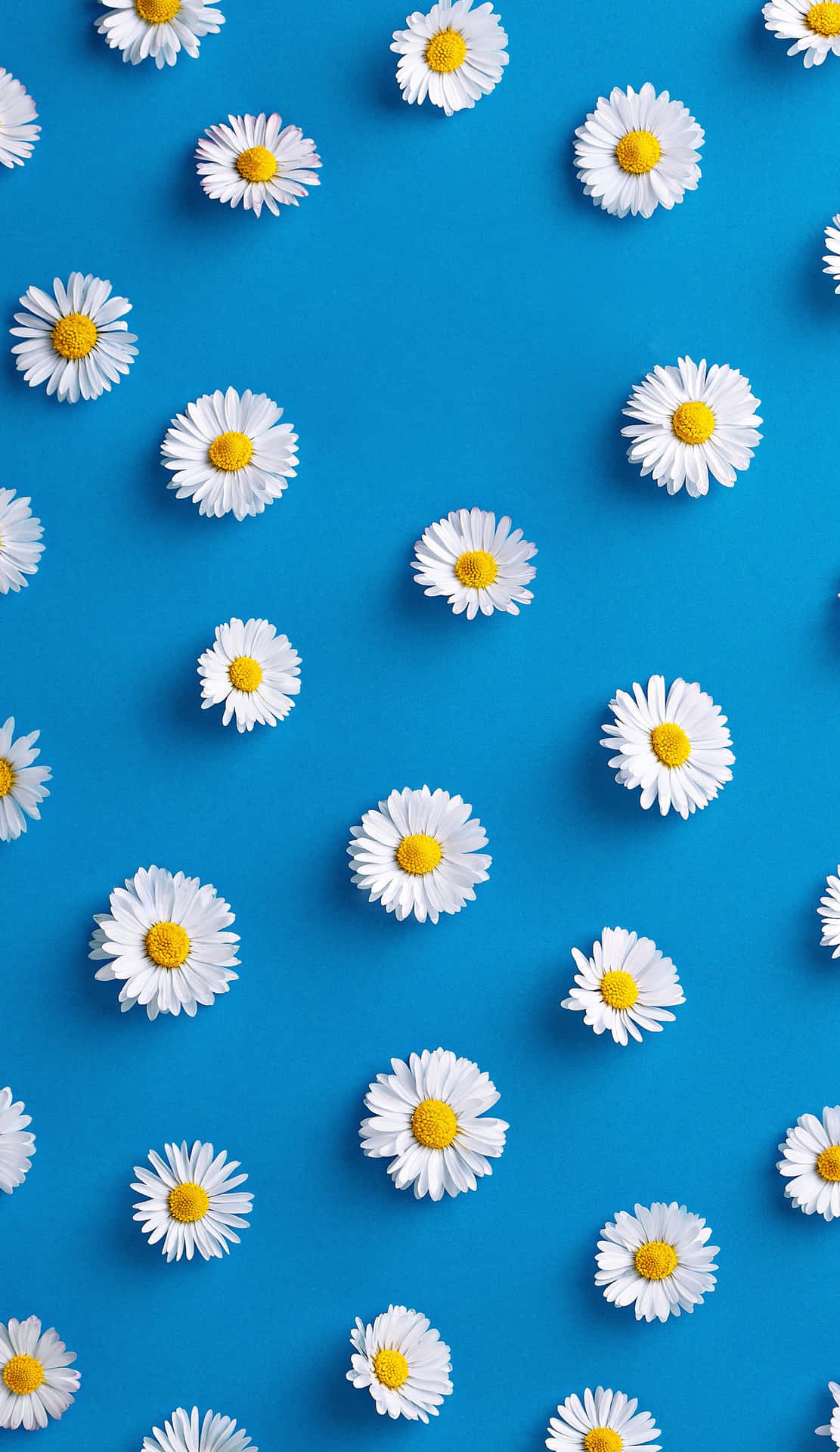 Daisies, Cute Phone Wallpaper, 1120x1920 HD Phone