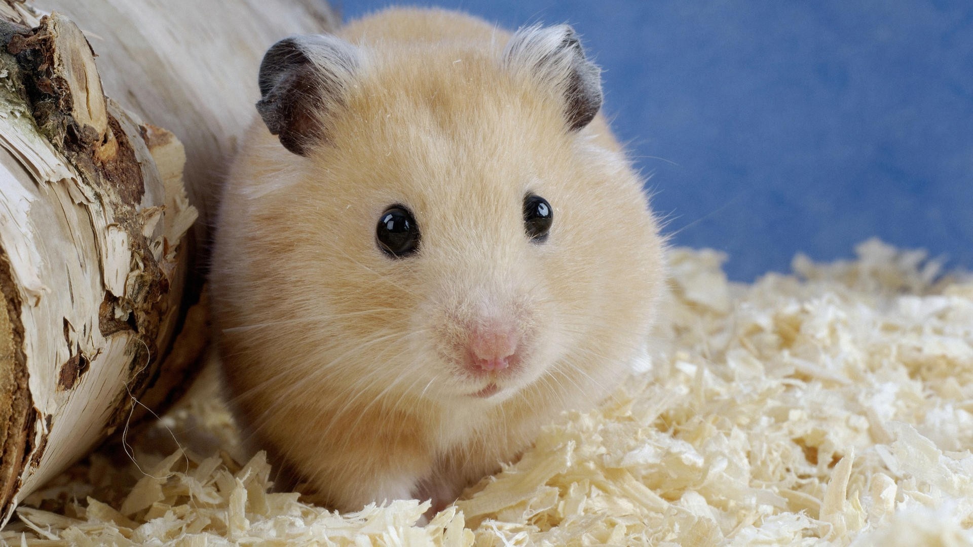 Animal hamster wallpaper, Vibrant and lively, Hamster in focus, Captivating eyes, 1920x1080 Full HD Desktop