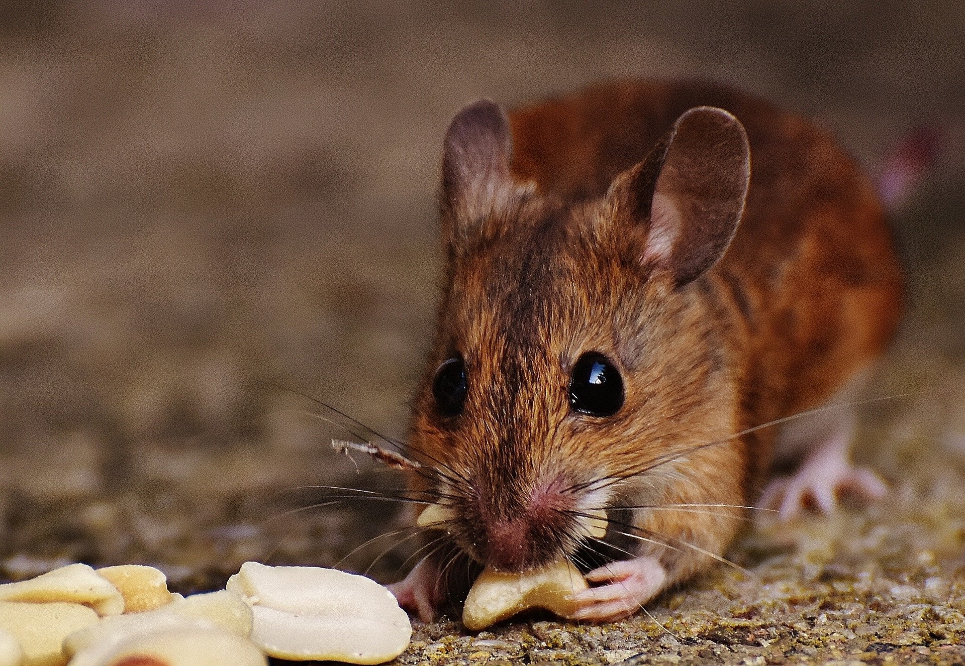 Ancient mouse teeth, Miocene migration, Fossil discovery, Paleontology, 1920x1330 HD Desktop