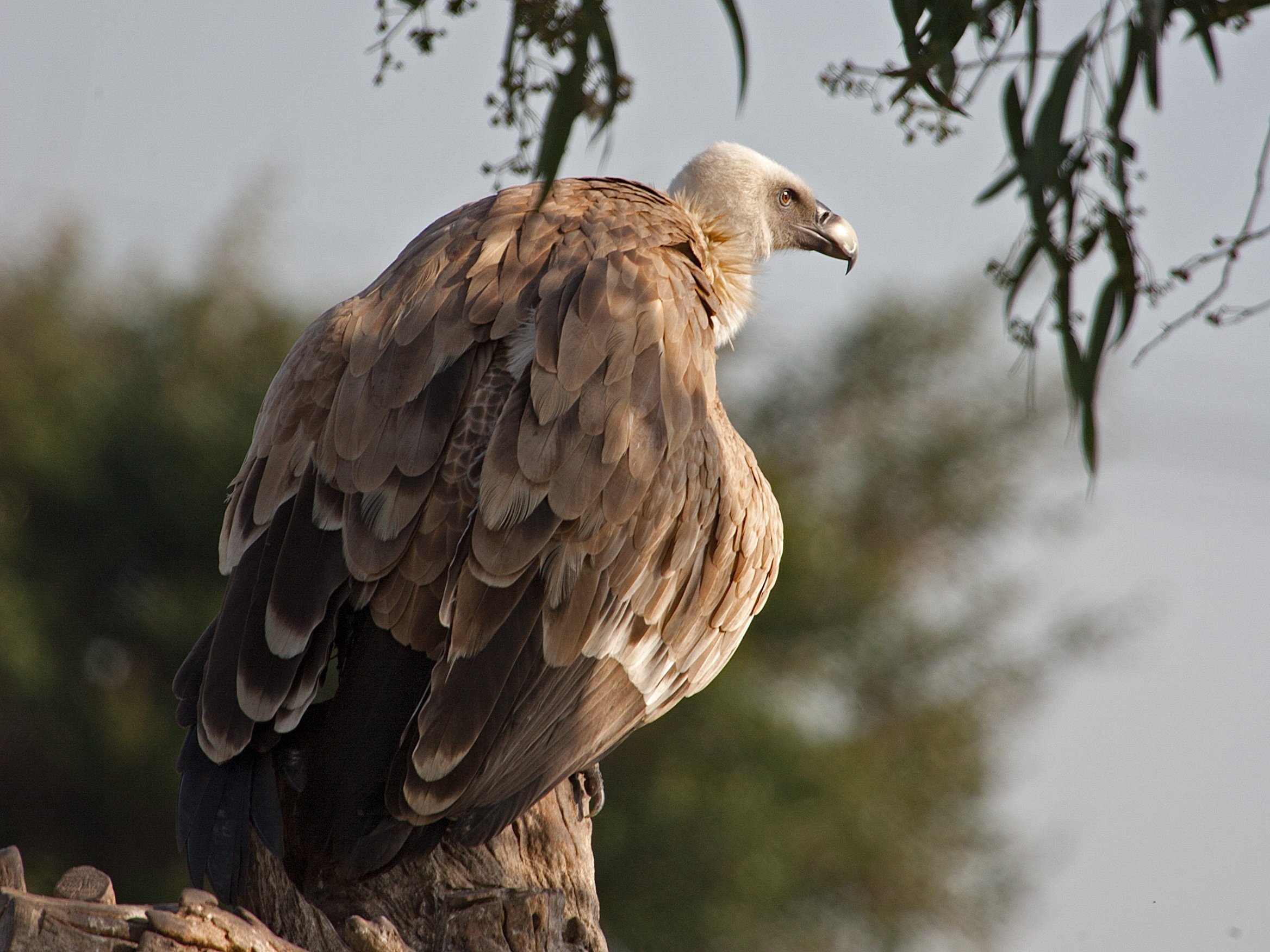 Griffon Vulture desktop, Widescreen wallpaper, Breathtaking view, 2340x1760 HD Desktop