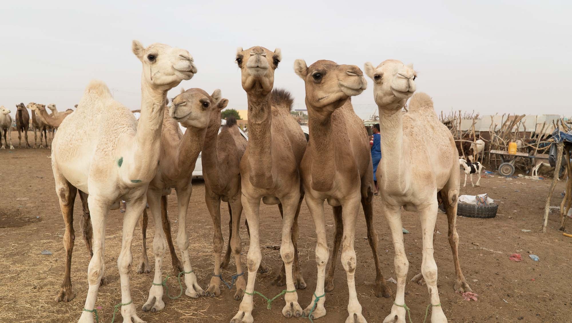 Fun facts, Camels, 2000x1130 HD Desktop