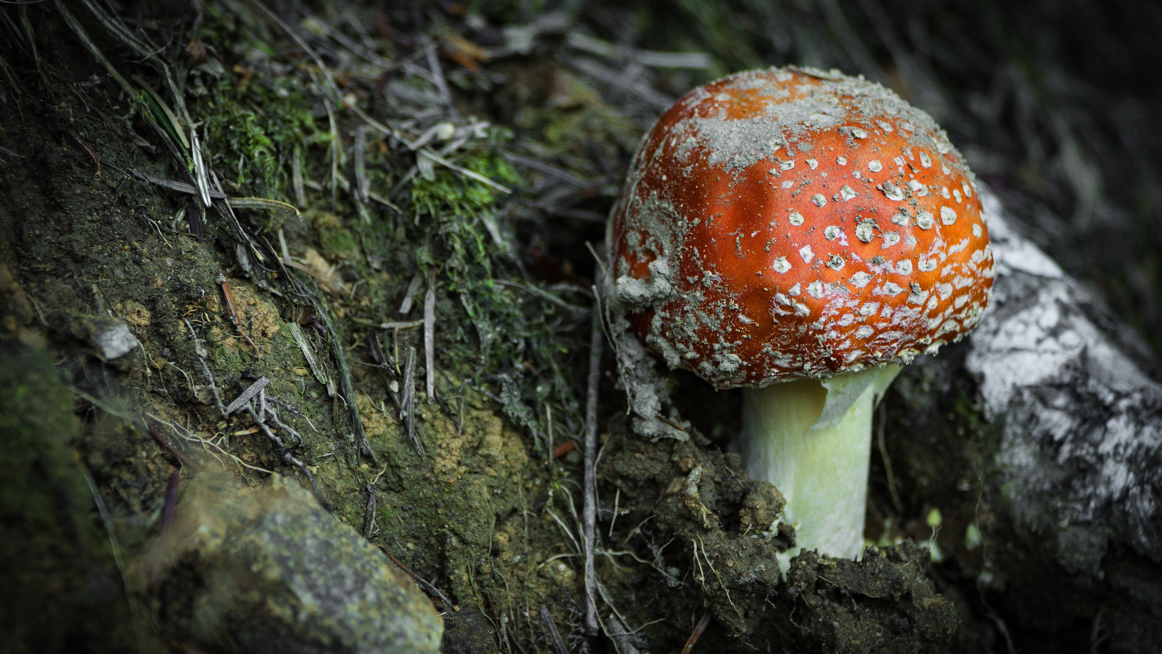 Amanita, Nature, 4K Fly Agaric wallpapers, 3840x2160 4K Desktop