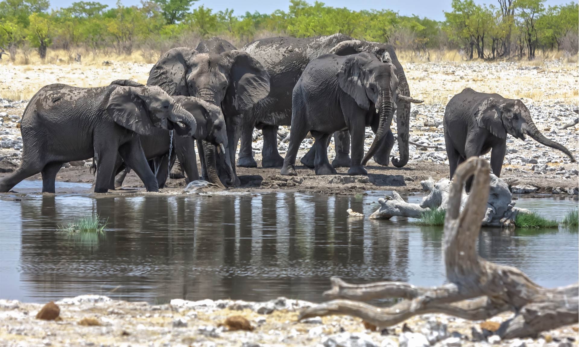 Etosha National Park, Conservation efforts, Ecosystem preservation, Natural wonders, 1920x1150 HD Desktop